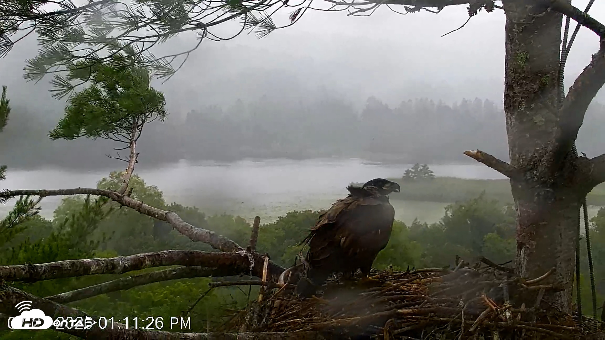 Snapshot of VINS Bald Eagles Nest Live Cams taken Jul 21, 2026, 1:12pm EDT