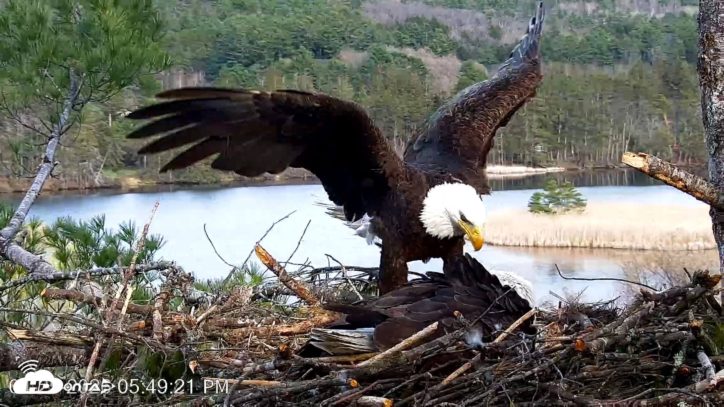 Snapshot of VINS Bald Eagles Nest Live Cams taken Apr 25, 2026, 5:50pm EDT