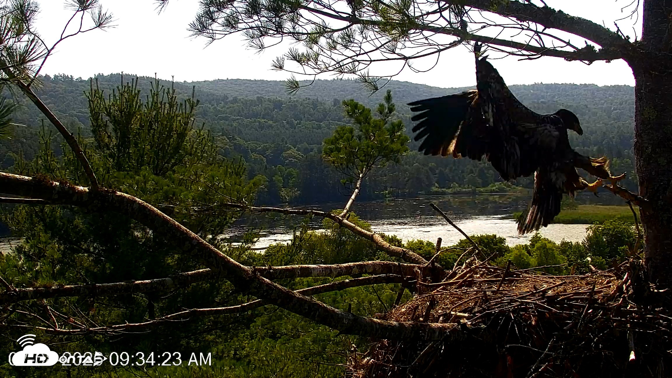 Snapshot of VINS Bald Eagles Nest Live Cams taken Jul 8, 2026, 9:35am EDT