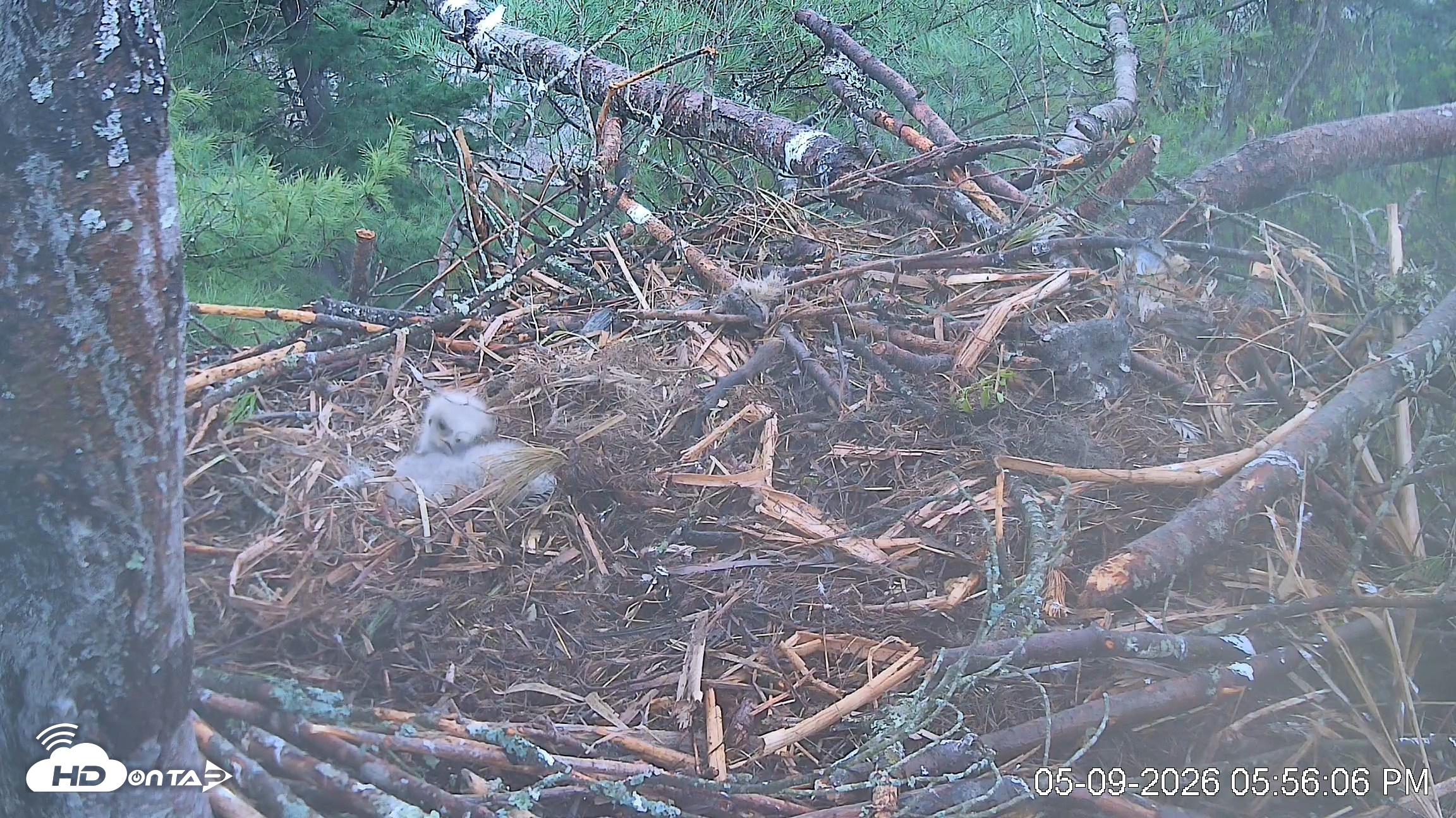 Snapshot of VINS Bald Eagles Nest Live Cams taken May 9, 2026, 5:56pm EDT