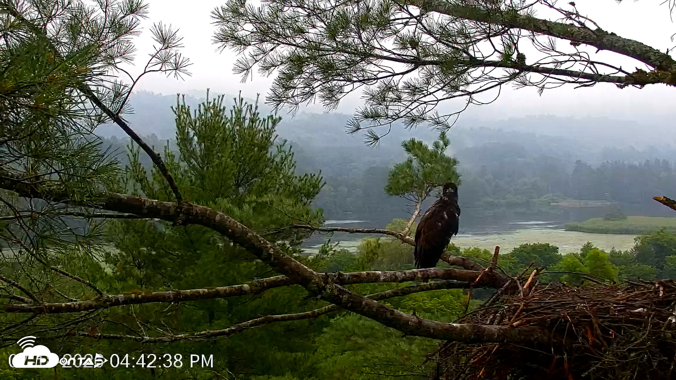 Snapshot of VINS Bald Eagles Nest Live Cams taken Jul 18, 2026, 4:43pm EDT