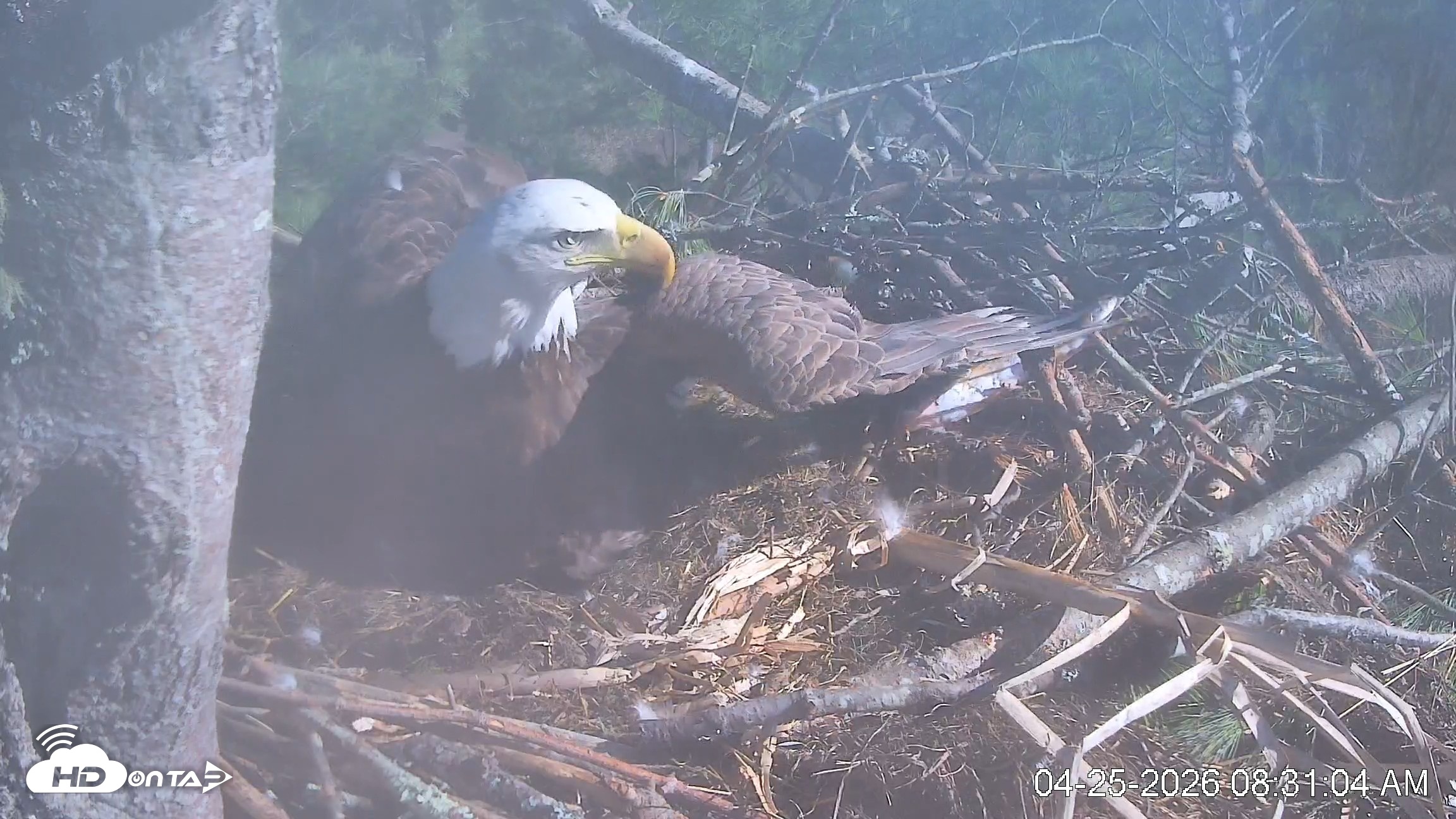 Snapshot of VINS Bald Eagles Nest Live Cams taken Apr 25, 2026, 8:32am EDT