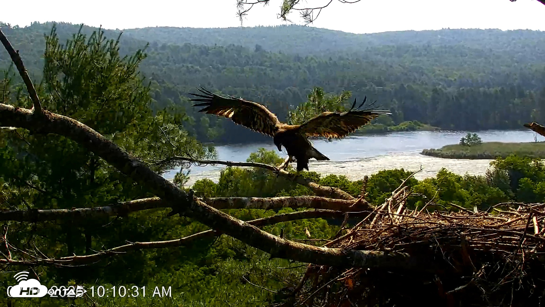 Snapshot of VINS Bald Eagles Nest Live Cams taken Jul 16, 2026, 10:11am EDT