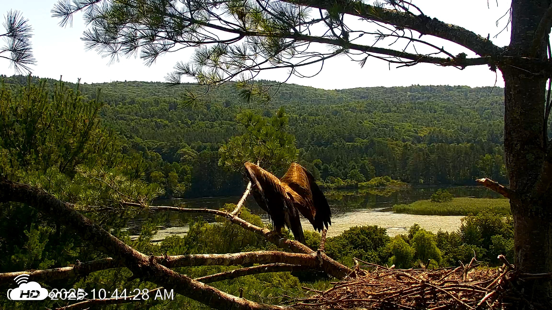 Snapshot of VINS Bald Eagles Nest Live Cams taken Jul 24, 2026, 10:45am EDT