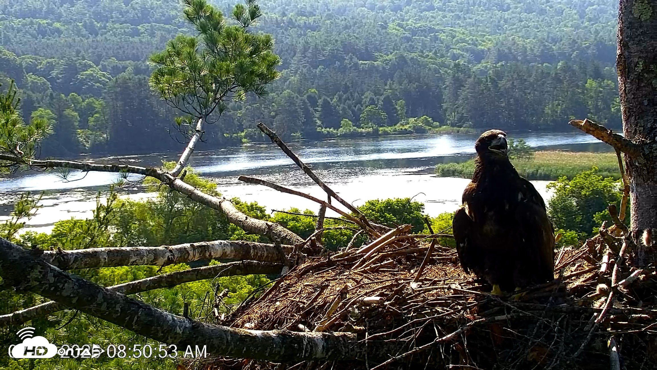 Snapshot of VINS Bald Eagles Nest Live Cams taken Jul 3, 2026, 8:51am EDT