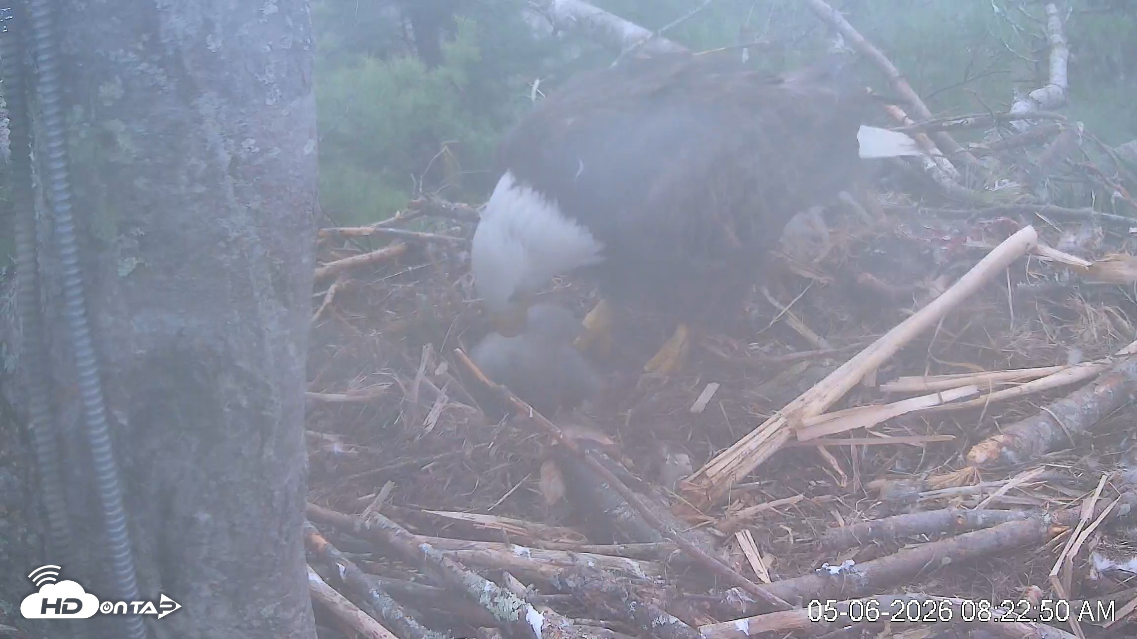 Snapshot of VINS Bald Eagles Nest Live Cams taken May 6, 2026, 8:23am EDT