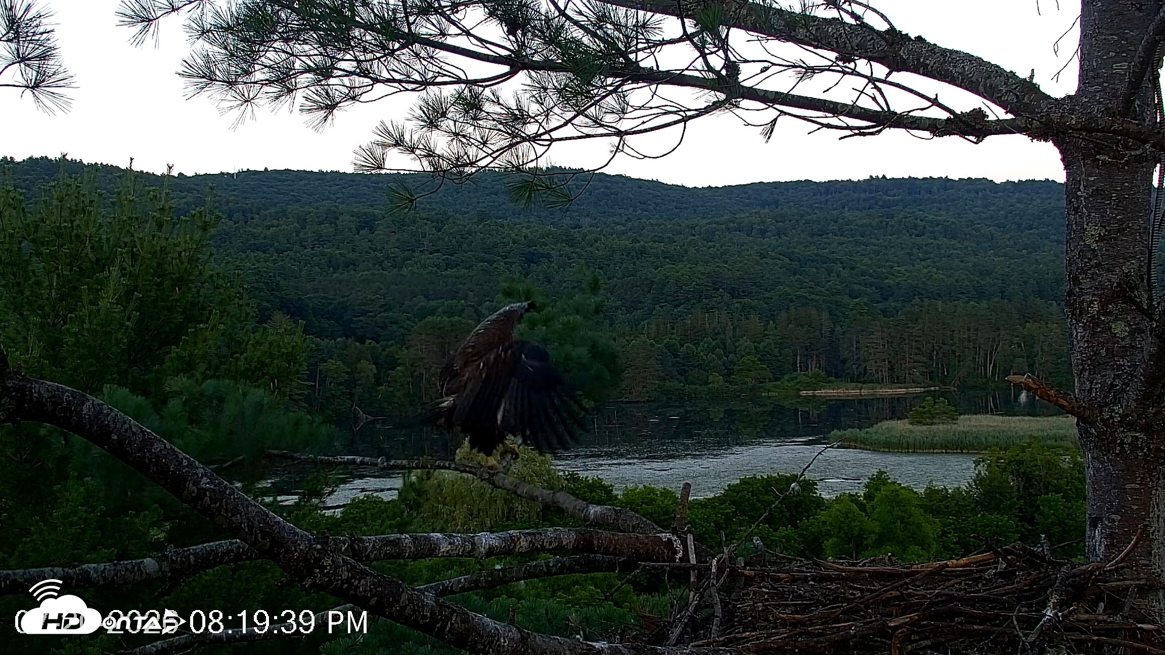 Snapshot of VINS Bald Eagles Nest Live Cams taken Jul 20, 2026, 8:20pm EDT