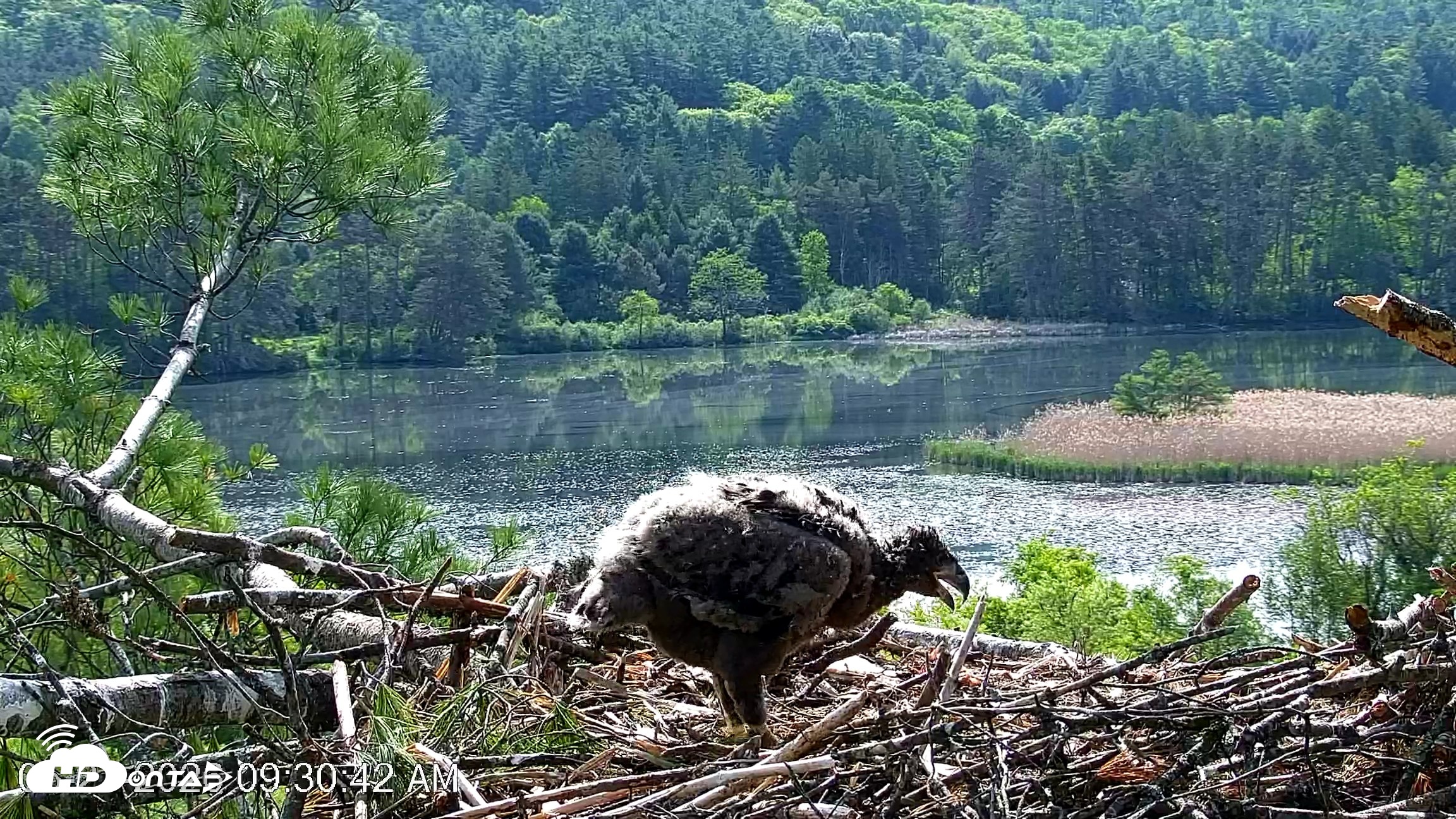 Snapshot of VINS Bald Eagles Nest Live Cams taken May 27, 2026, 9:31am EDT