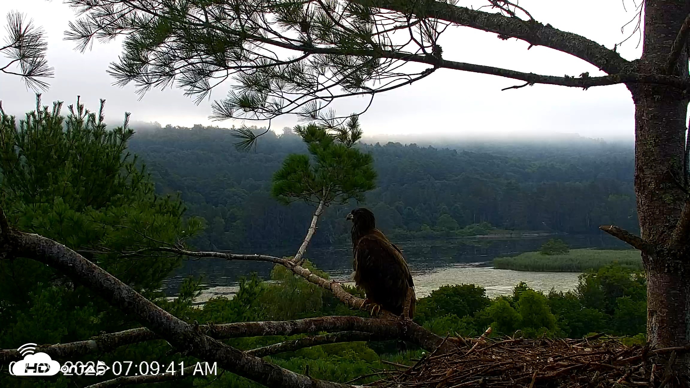 Snapshot of VINS Bald Eagles Nest Live Cams taken Aug 9, 2026, 7:10am EDT
