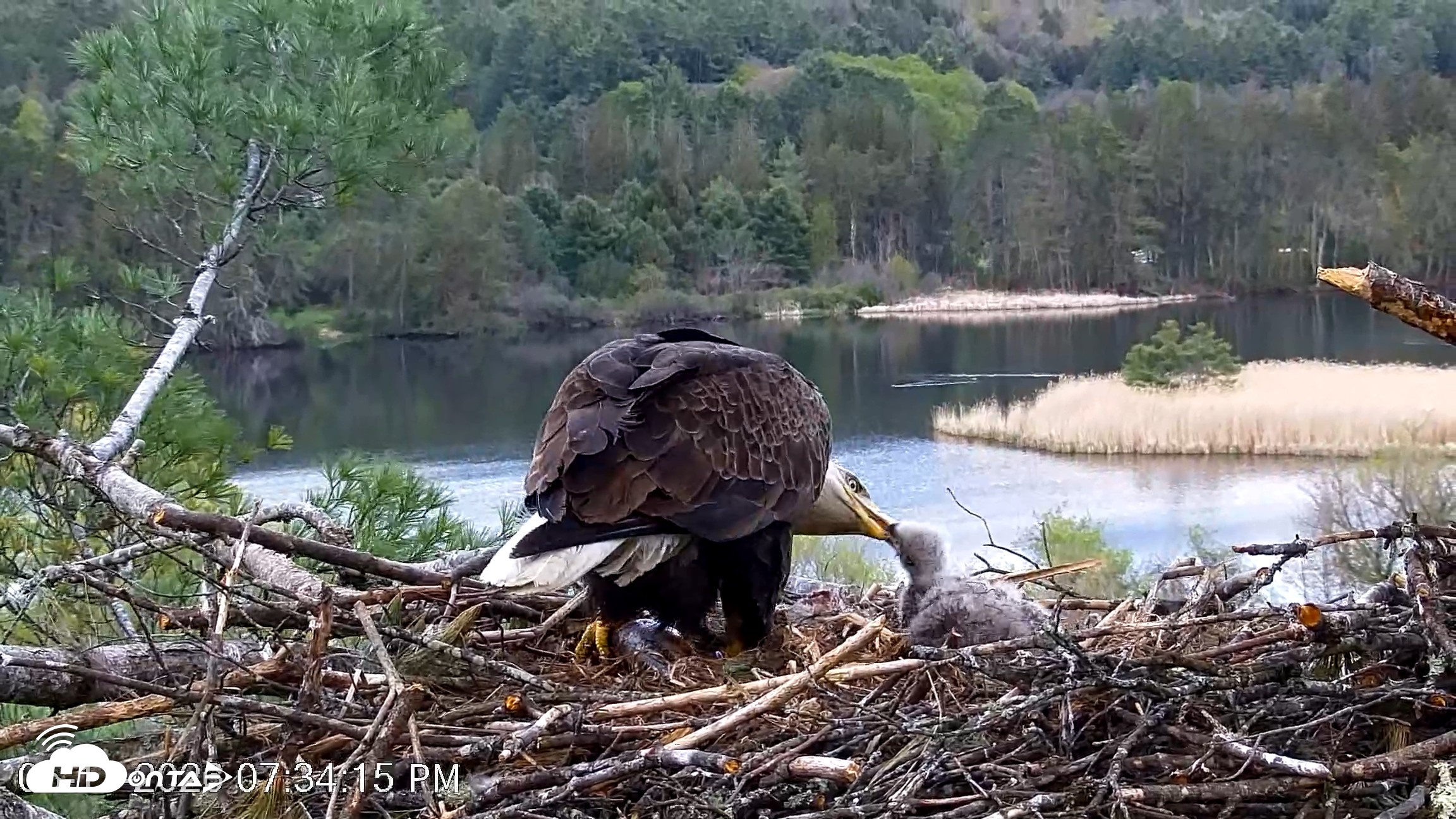 Snapshot of VINS Bald Eagles Nest Live Cams taken May 11, 2026, 7:35pm EDT