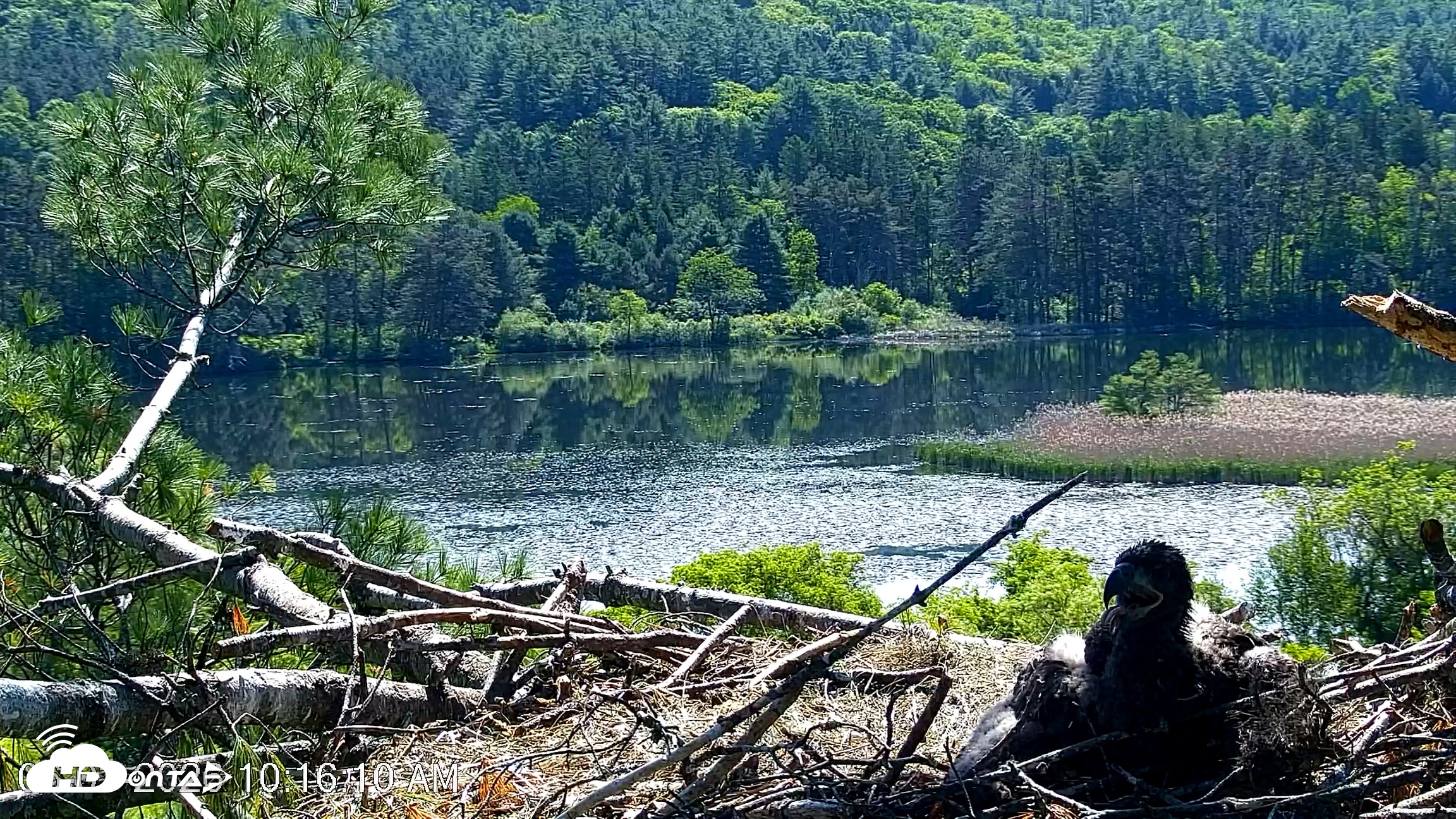Snapshot of VINS Bald Eagles Nest Live Cams taken Jun 3, 2026, 10:16am EDT