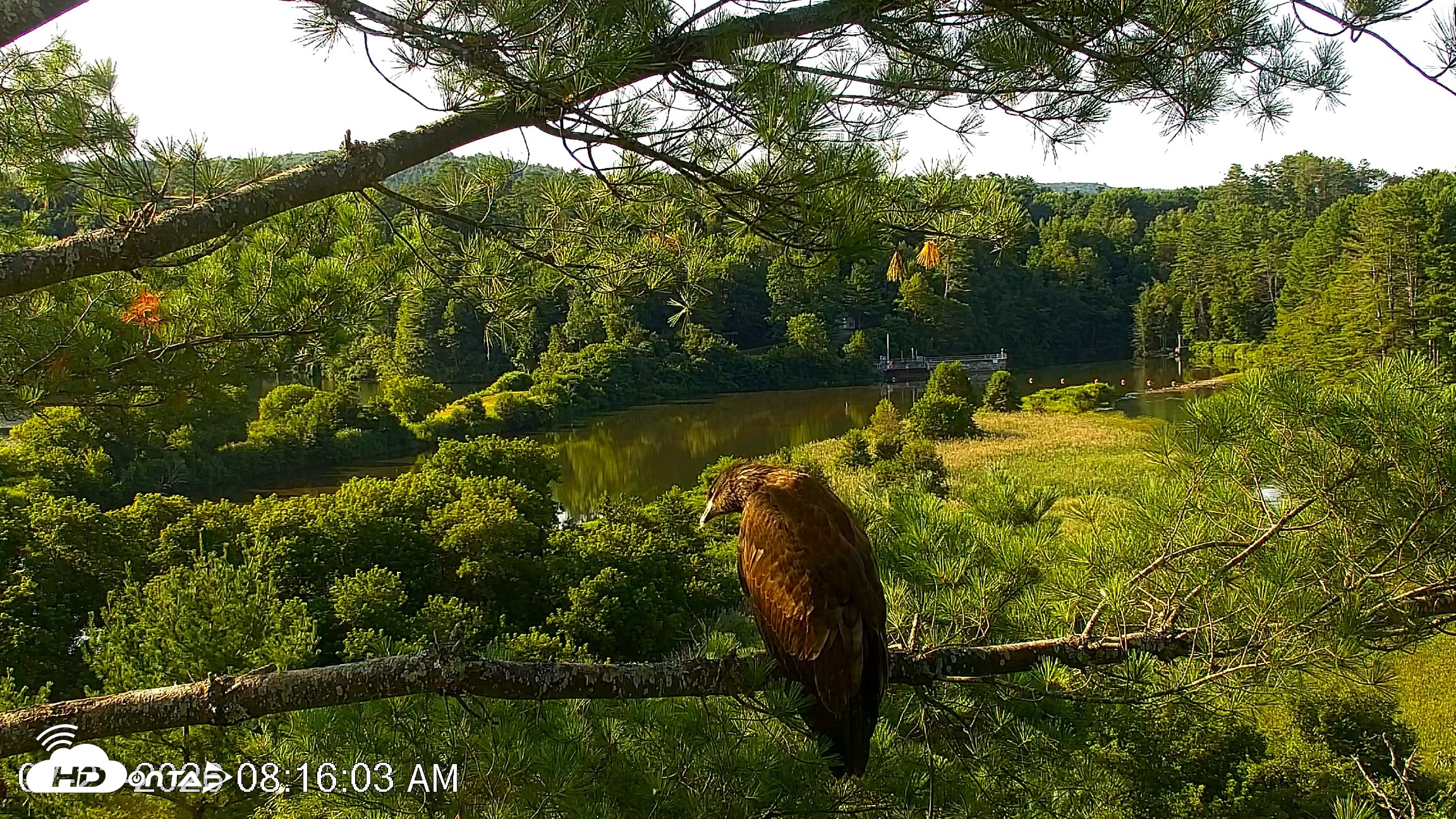 Snapshot of VINS Bald Eagles Nest Live Cams taken Jul 23, 2026, 8:17am EDT