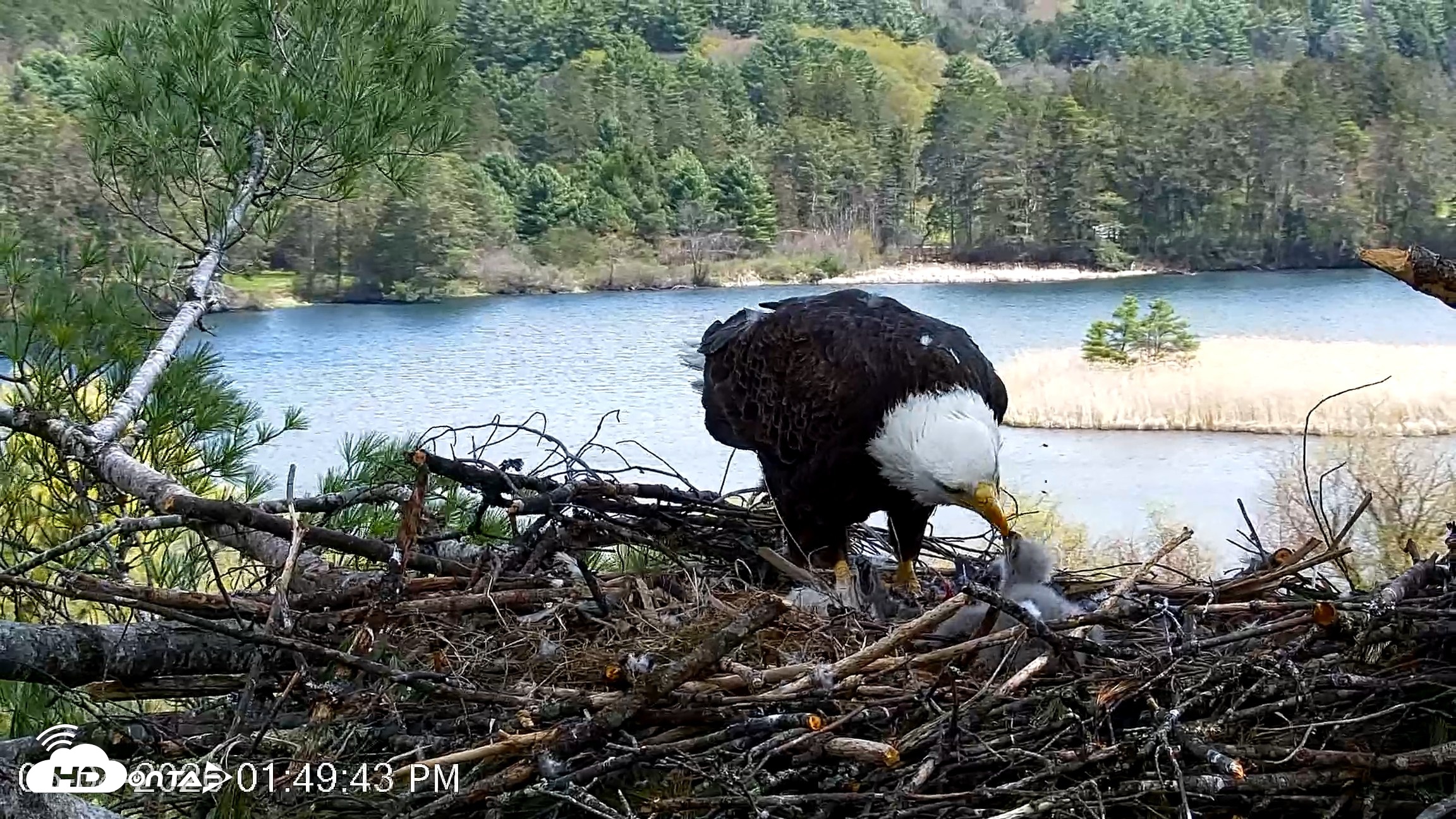 Snapshot of VINS Bald Eagles Nest Live Cams taken May 4, 2026, 1:50pm EDT