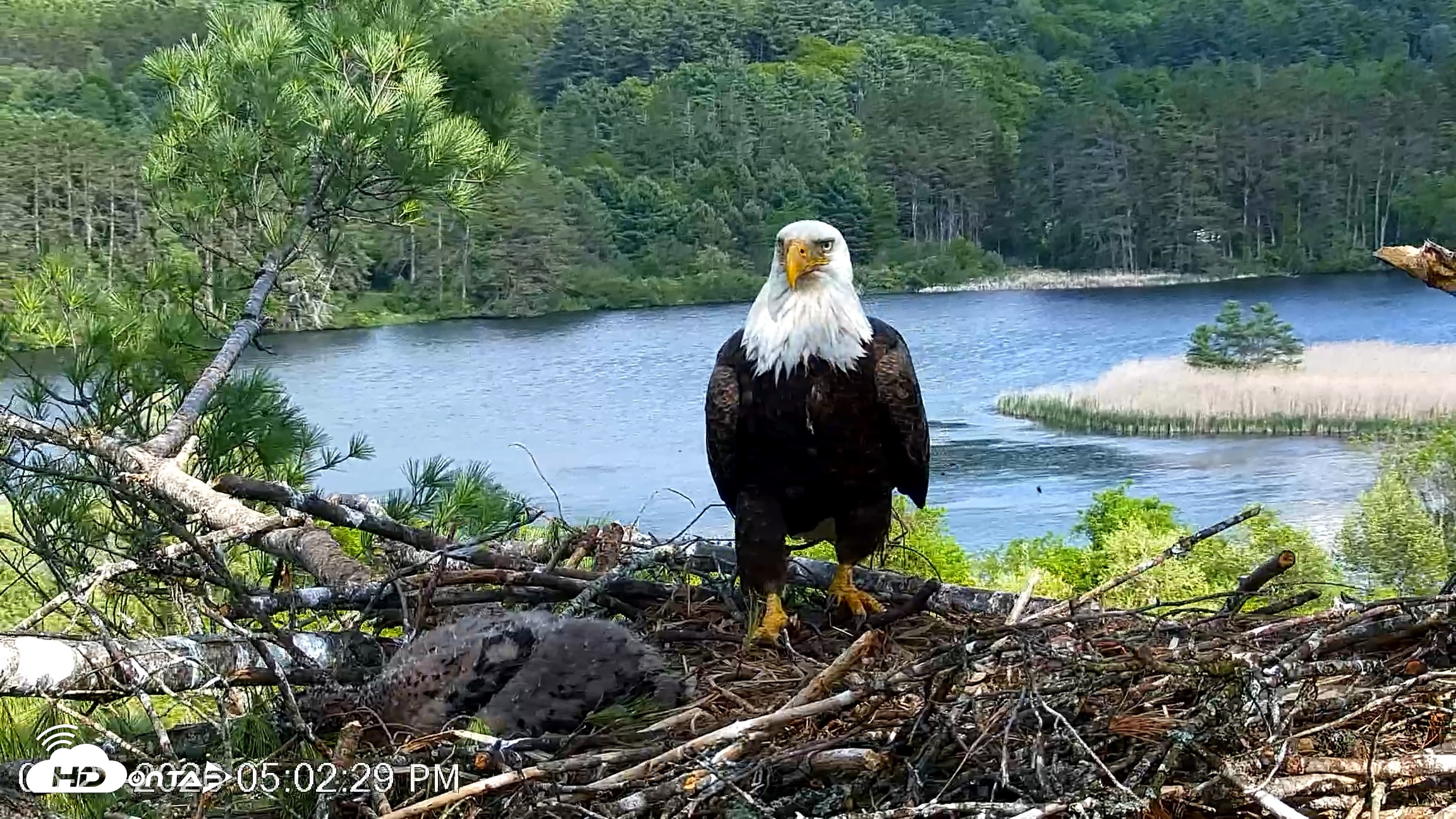 Snapshot of VINS Bald Eagles Nest Live Cams taken May 27, 2026, 5:03pm EDT