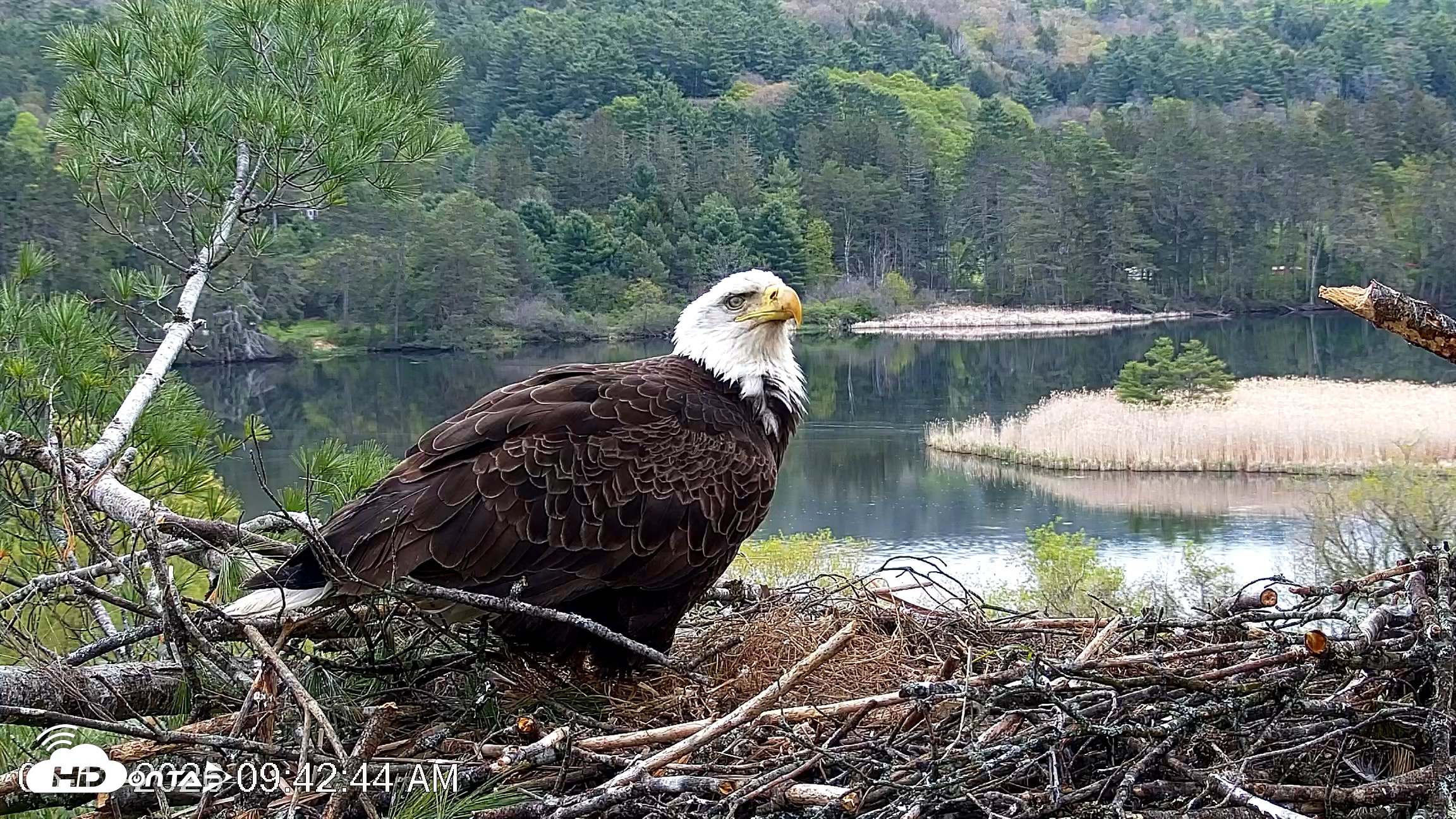 Snapshot of VINS Bald Eagles Nest Live Cams taken May 13, 2026, 9:43am EDT
