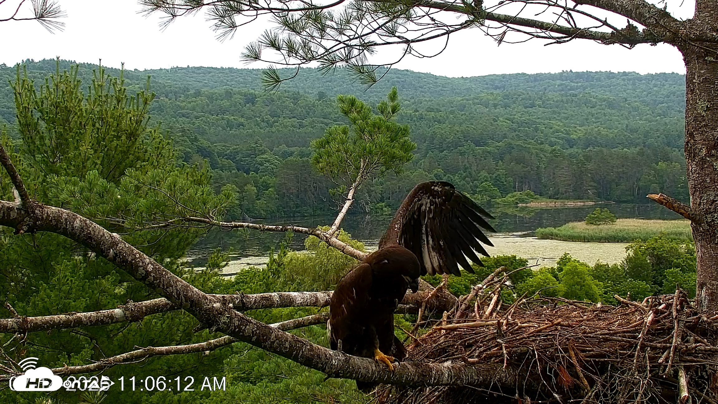 Snapshot of VINS Bald Eagles Nest Live Cams taken Jul 14, 2026, 11:07am EDT