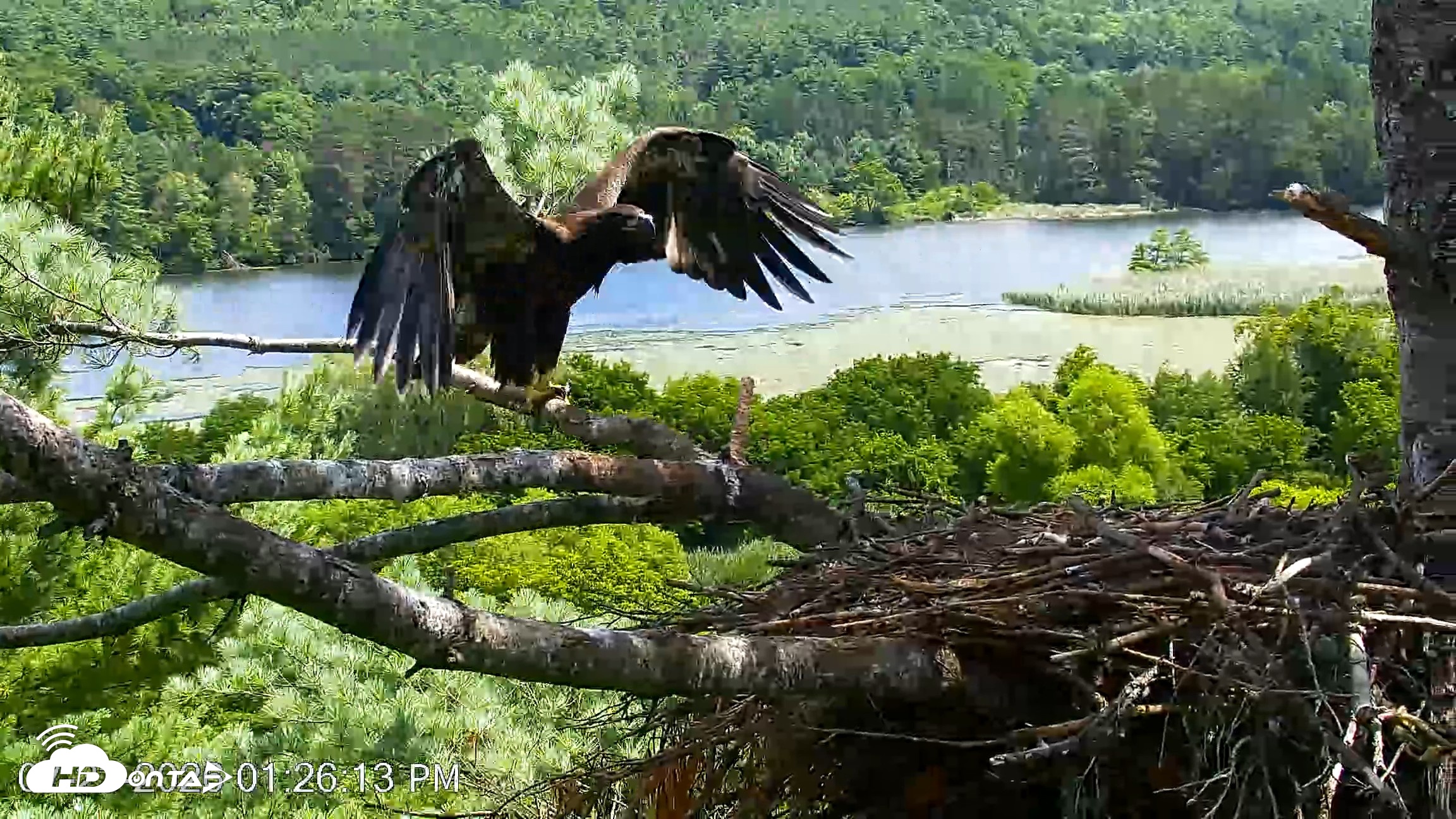 Snapshot of VINS Bald Eagles Nest Live Cams taken Jul 23, 2026, 1:27pm EDT