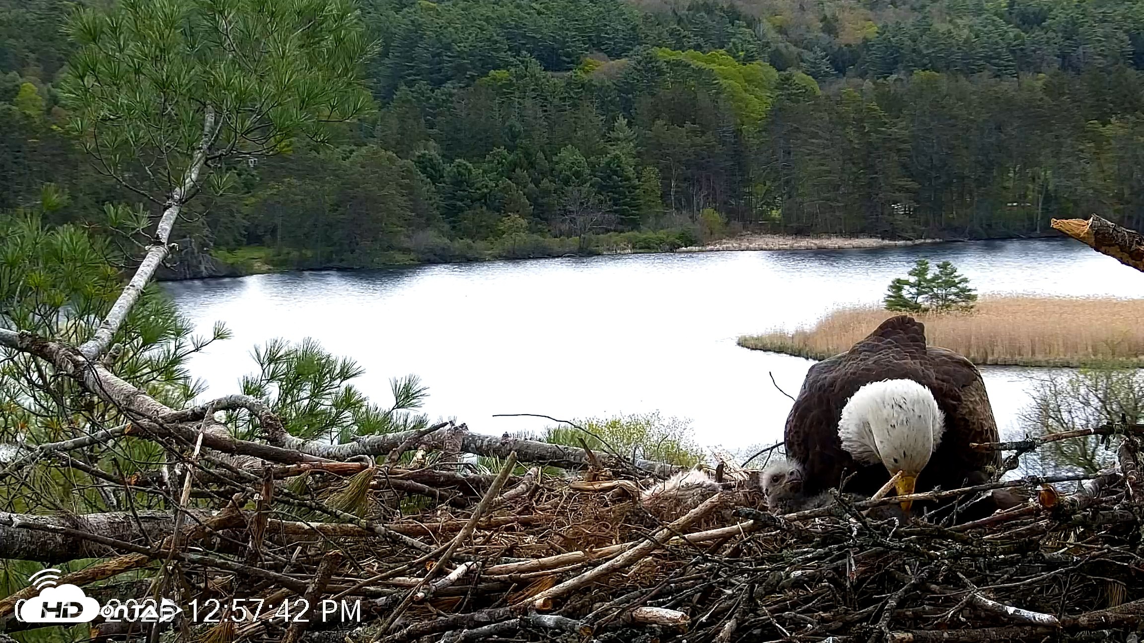 Snapshot of VINS Bald Eagles Nest Live Cams taken May 11, 2026, 12:59pm EDT