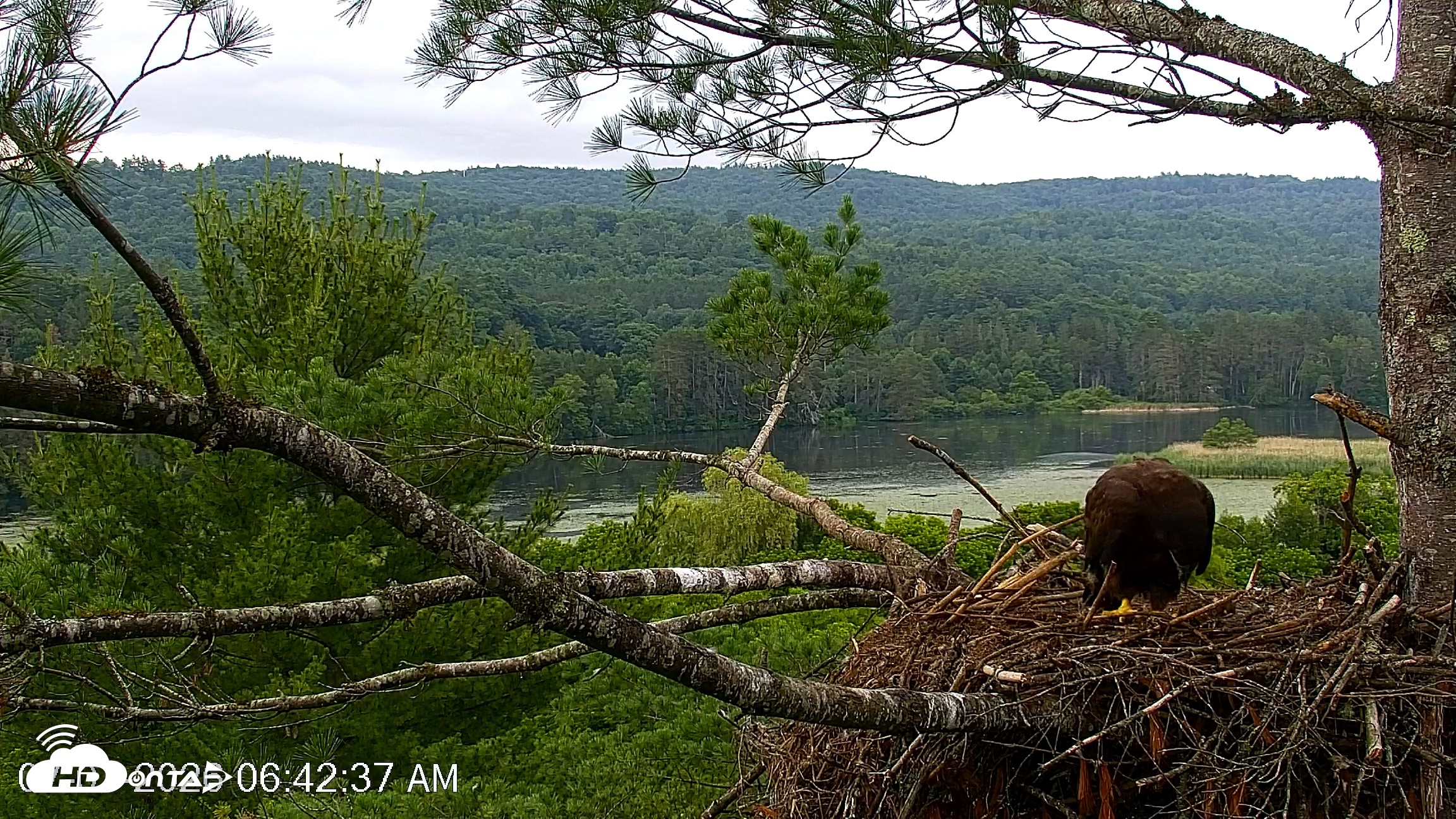 Snapshot of VINS Bald Eagles Nest Live Cams taken Jul 7, 2026, 6:43am EDT