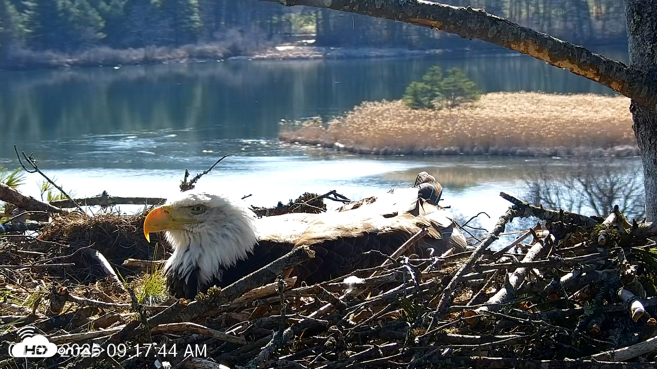 Snapshot of VINS Bald Eagles Nest Live Cams taken Apr 8, 2026, 9:18am EDT