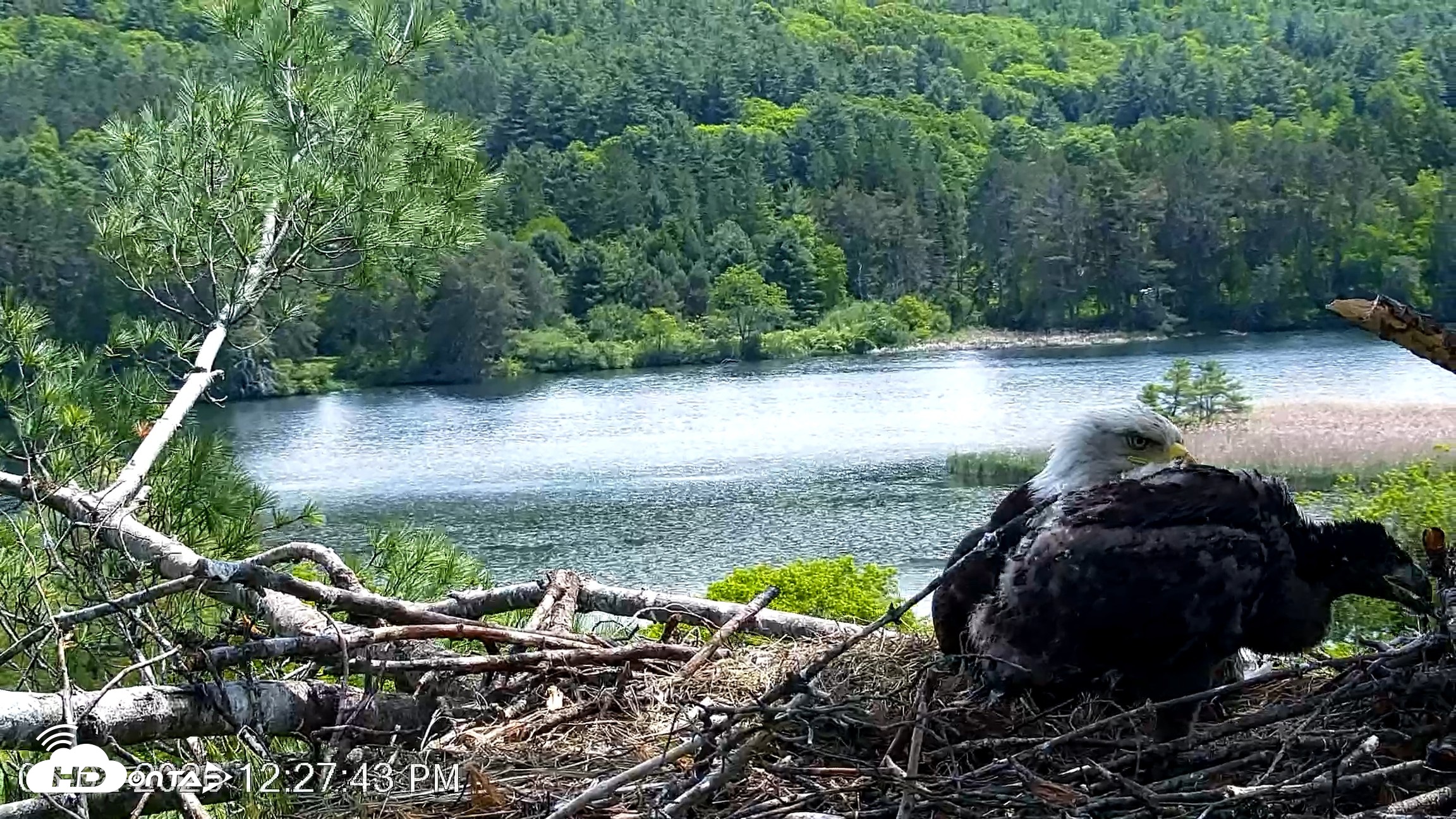 Snapshot of VINS Bald Eagles Nest Live Cams taken Jun 2, 2026, 12:28pm EDT