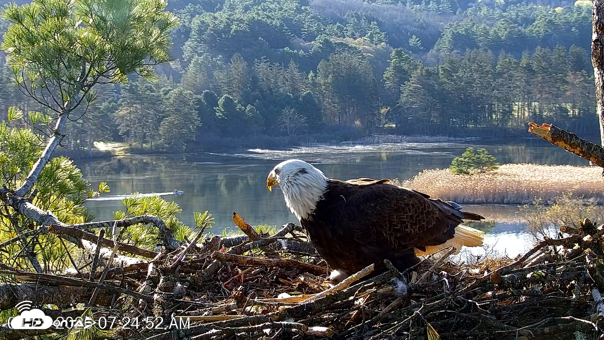 Snapshot of VINS Bald Eagles Nest Live Cams taken Apr 28, 2026, 7:25am EDT