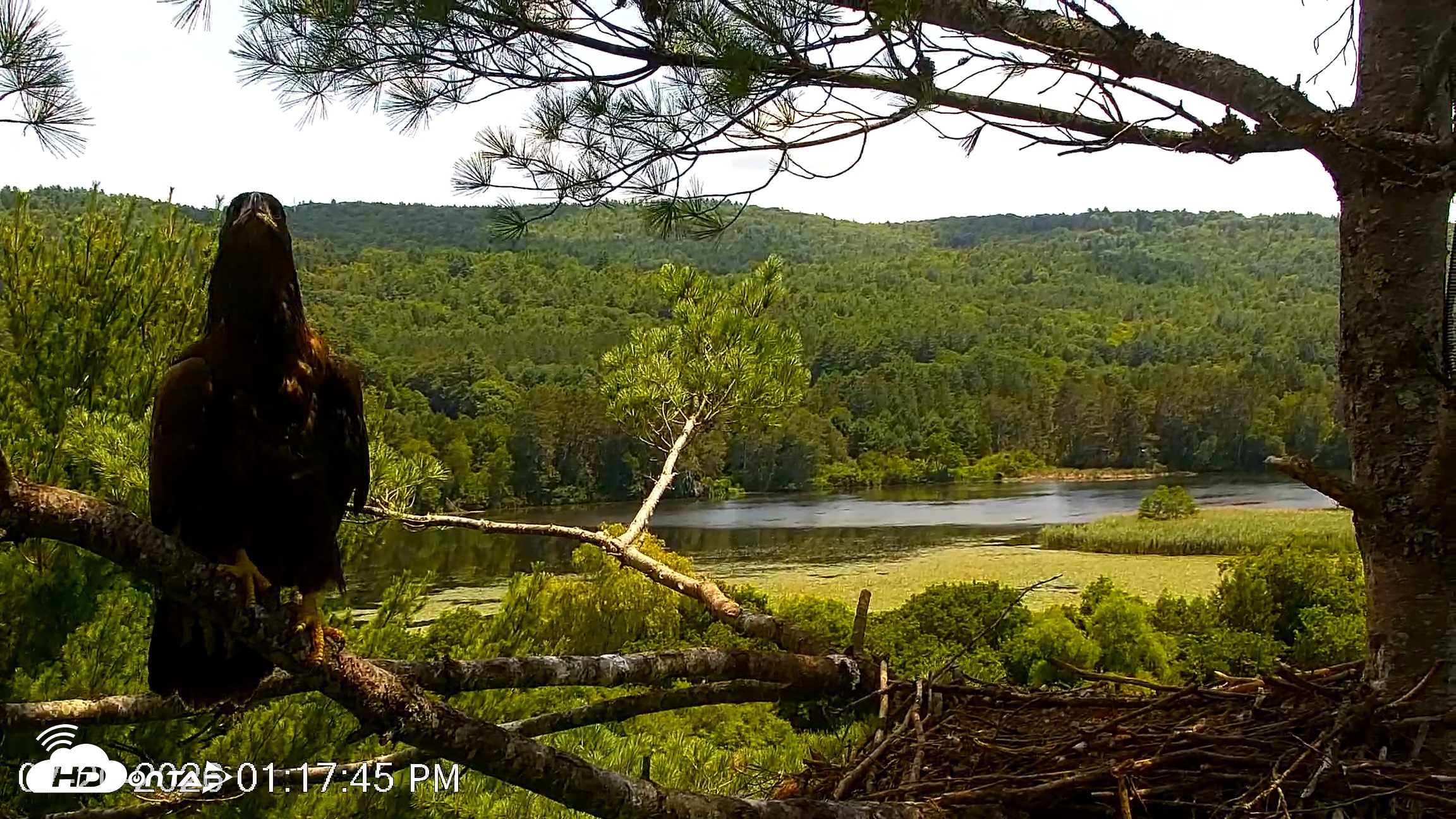 Snapshot of VINS Bald Eagles Nest Live Cams taken Jul 20, 2026, 1:18pm EDT