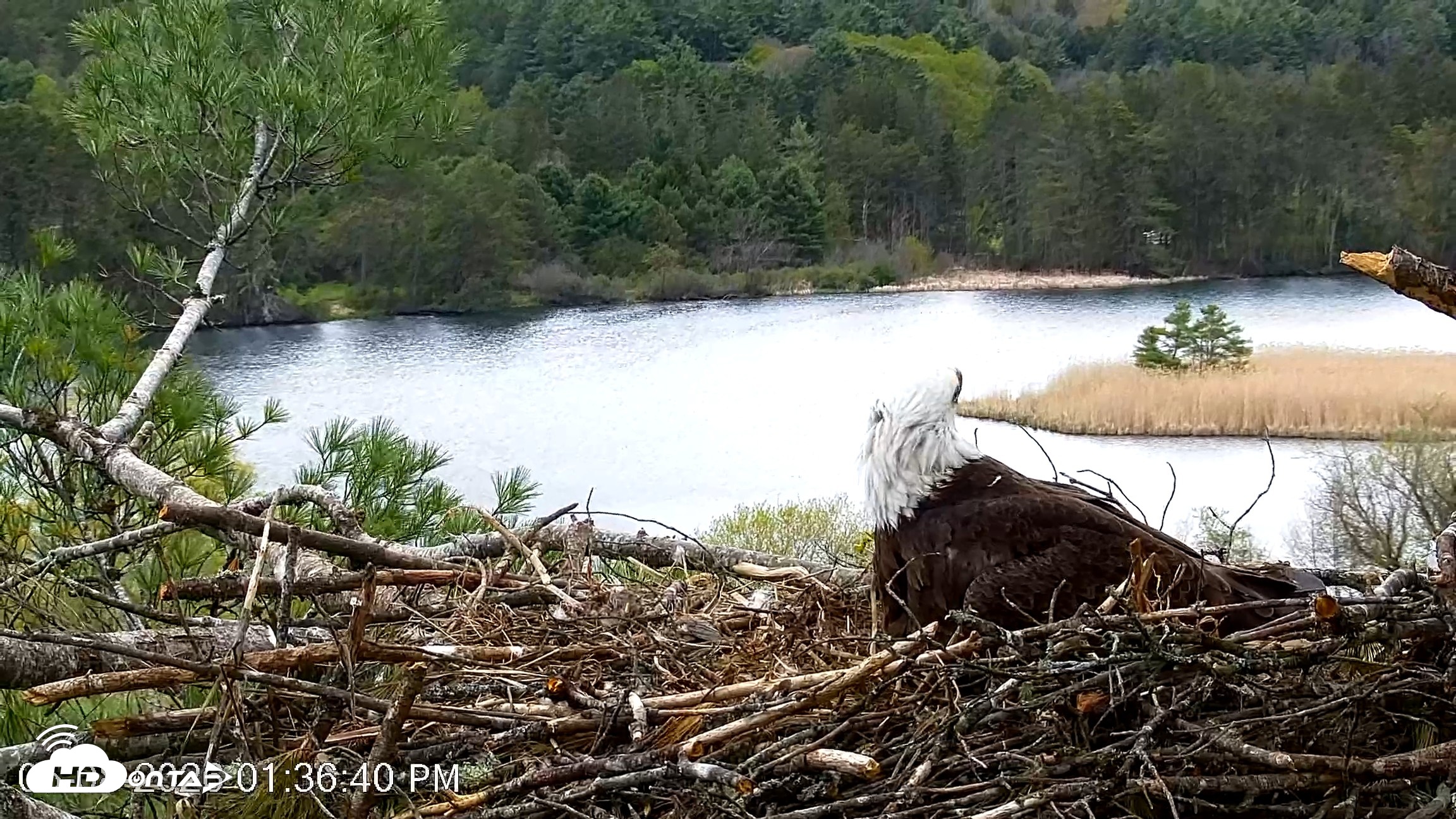 Snapshot of VINS Bald Eagles Nest Live Cams taken May 8, 2026, 1:37pm EDT