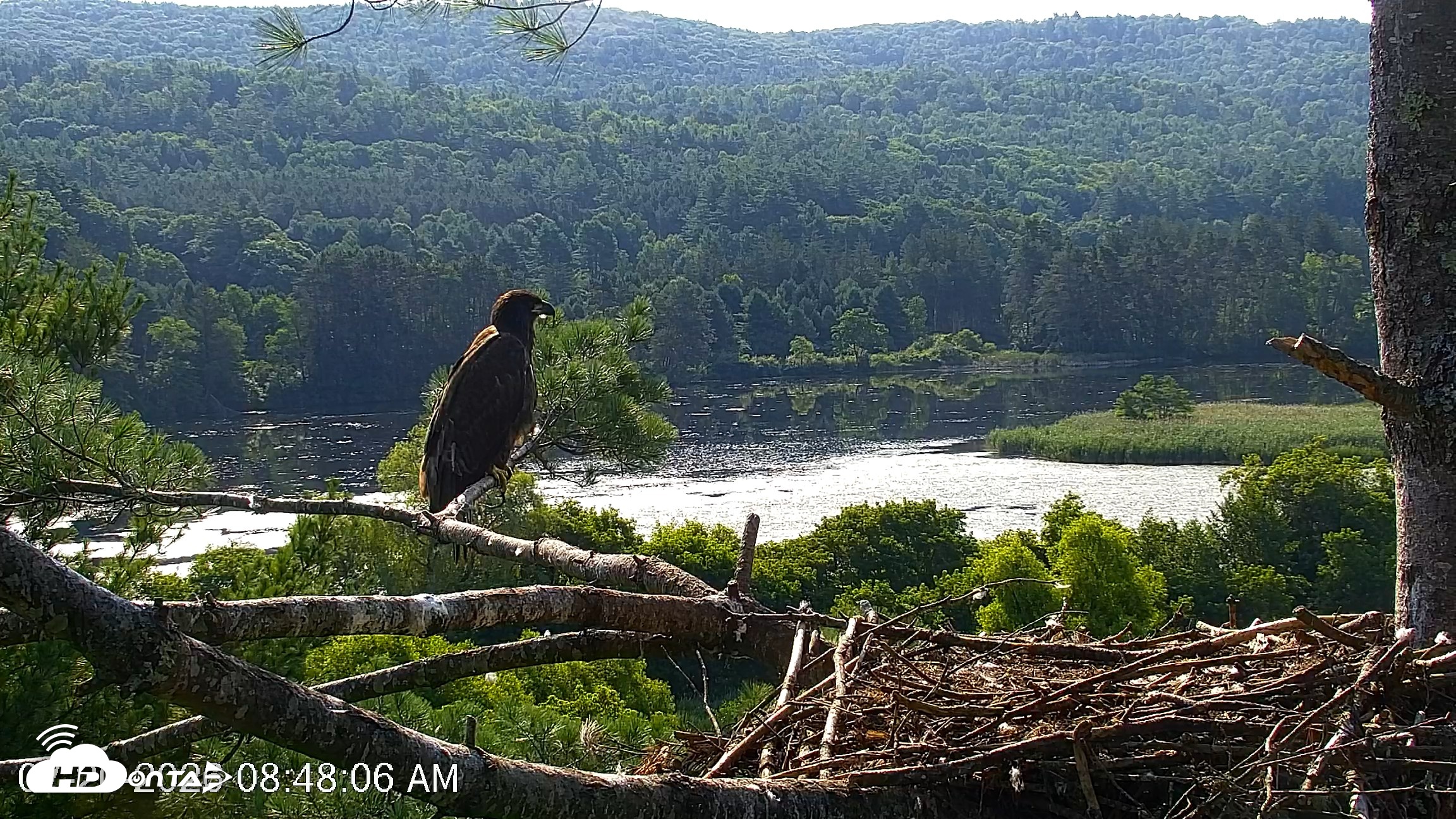 Snapshot of VINS Bald Eagles Nest Live Cams taken Jul 20, 2026, 8:49am EDT