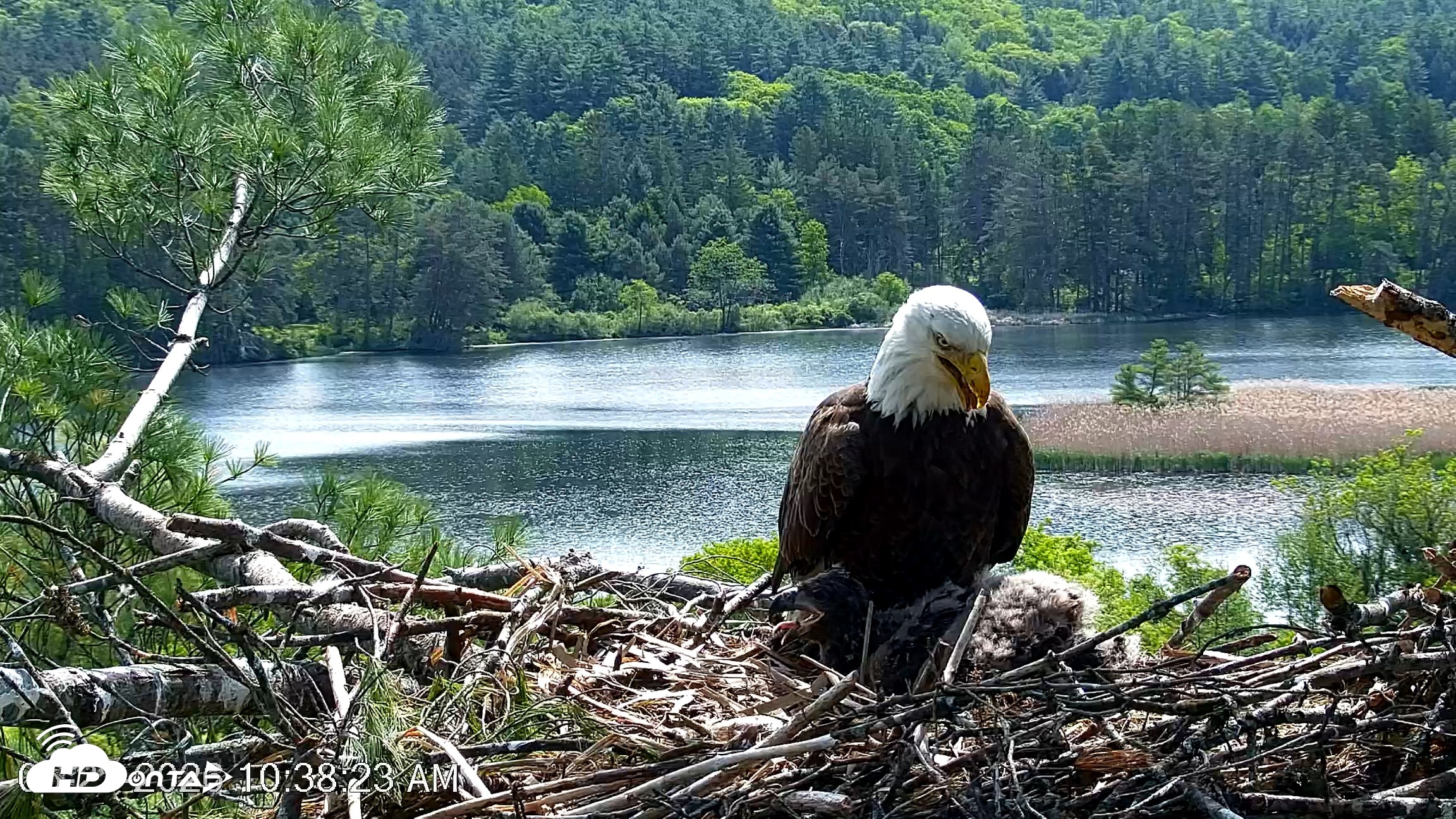 Snapshot of VINS Bald Eagles Nest Live Cams taken May 27, 2026, 10:39am EDT