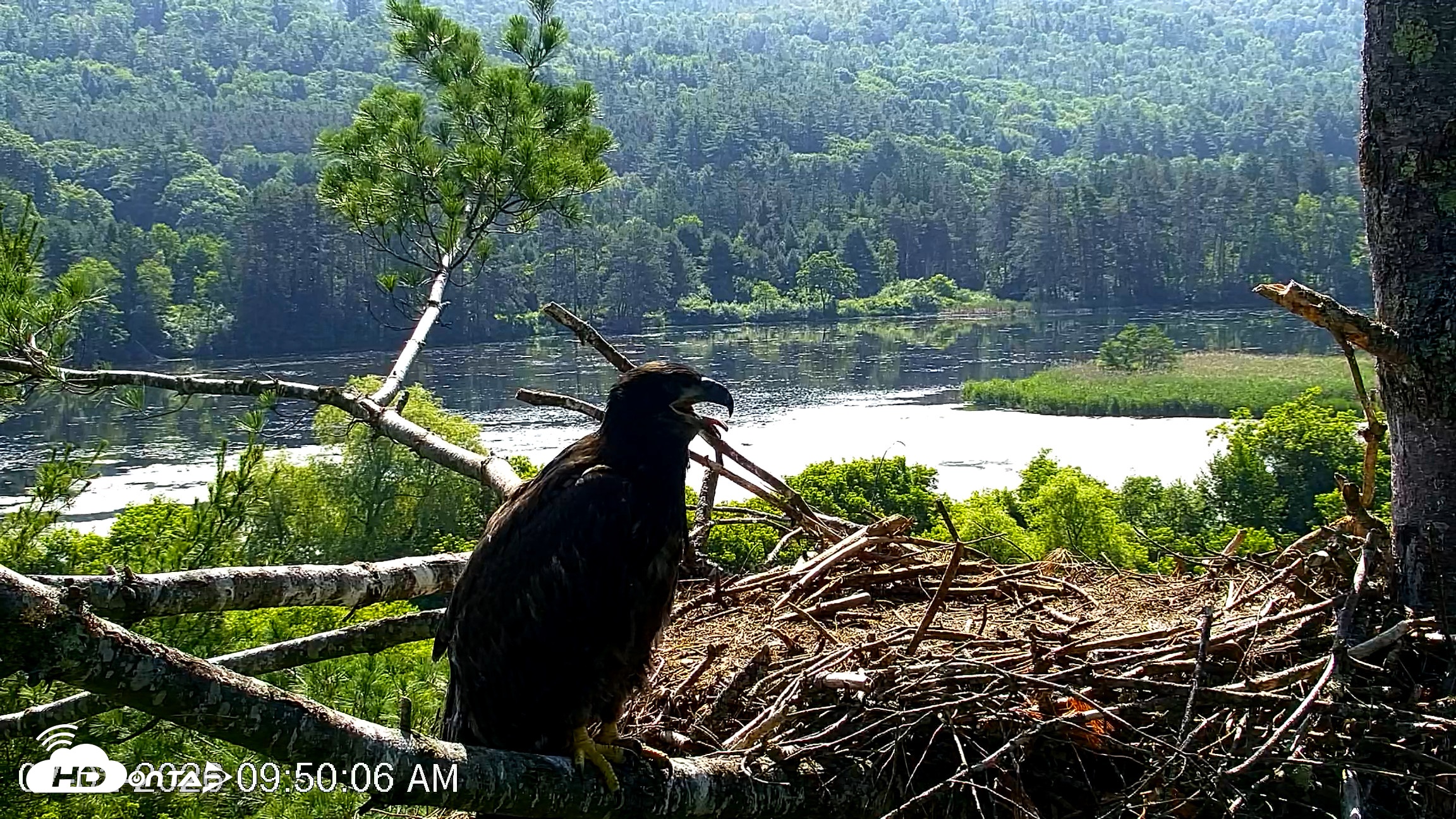 Snapshot of VINS Bald Eagles Nest Live Cams taken Jul 2, 2026, 9:50am EDT
