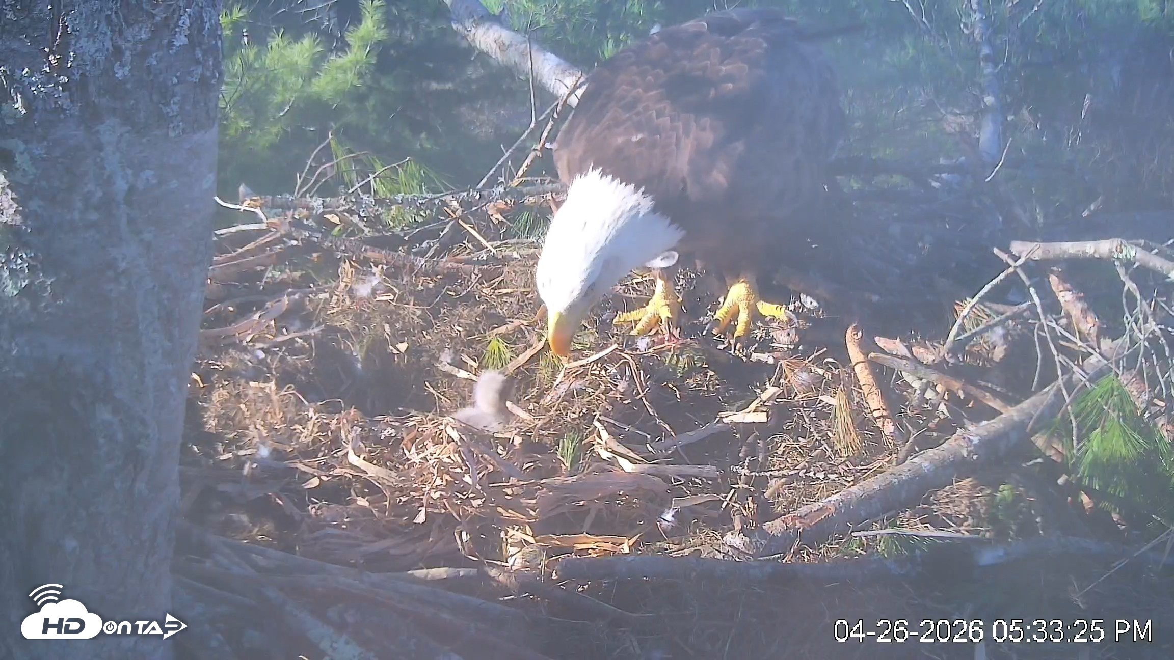 Snapshot of VINS Bald Eagles Nest Live Cams taken Apr 26, 2026, 5:34pm EDT