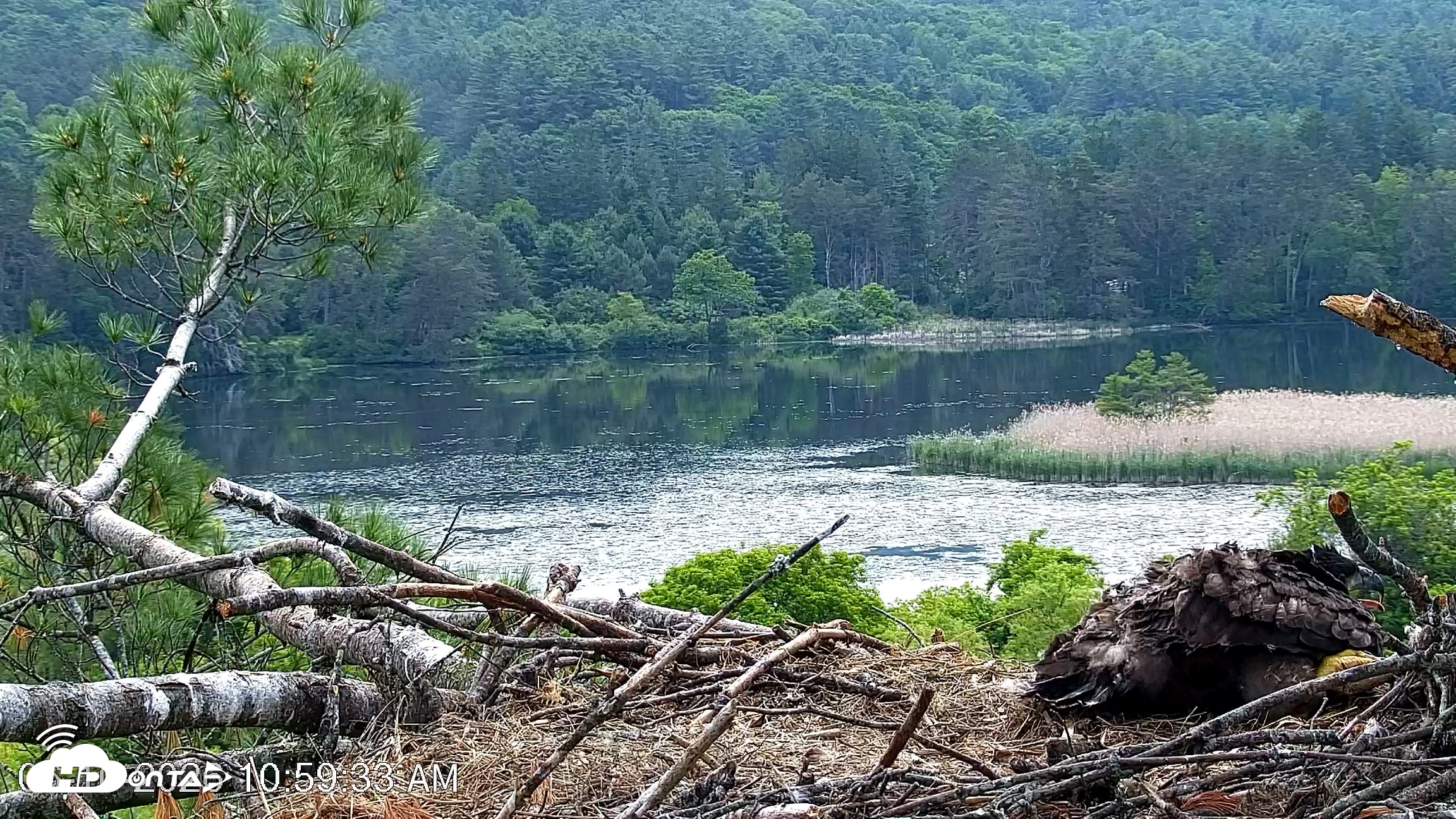 Snapshot of VINS Bald Eagles Nest Live Cams taken Jun 10, 2026, 11:00am EDT