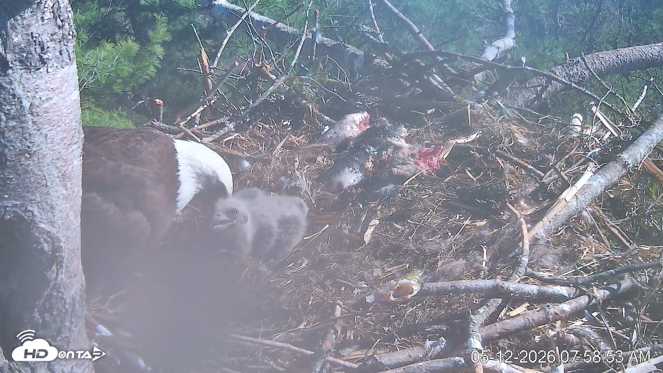 Snapshot of VINS Bald Eagles Nest Live Cams taken May 12, 2026, 7:59am EDT