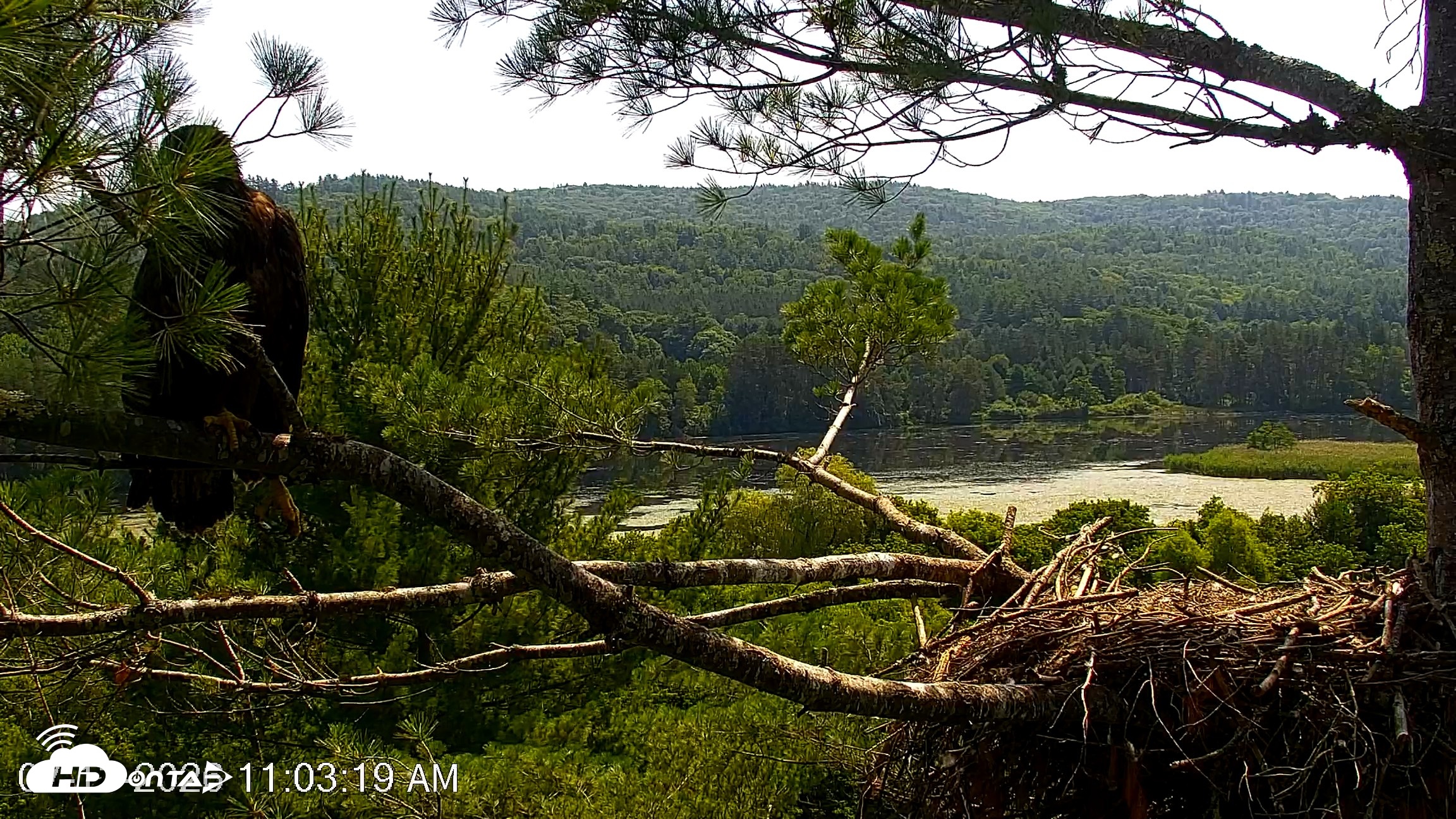 Snapshot of VINS Bald Eagles Nest Live Cams taken Jul 13, 2026, 11:05am EDT