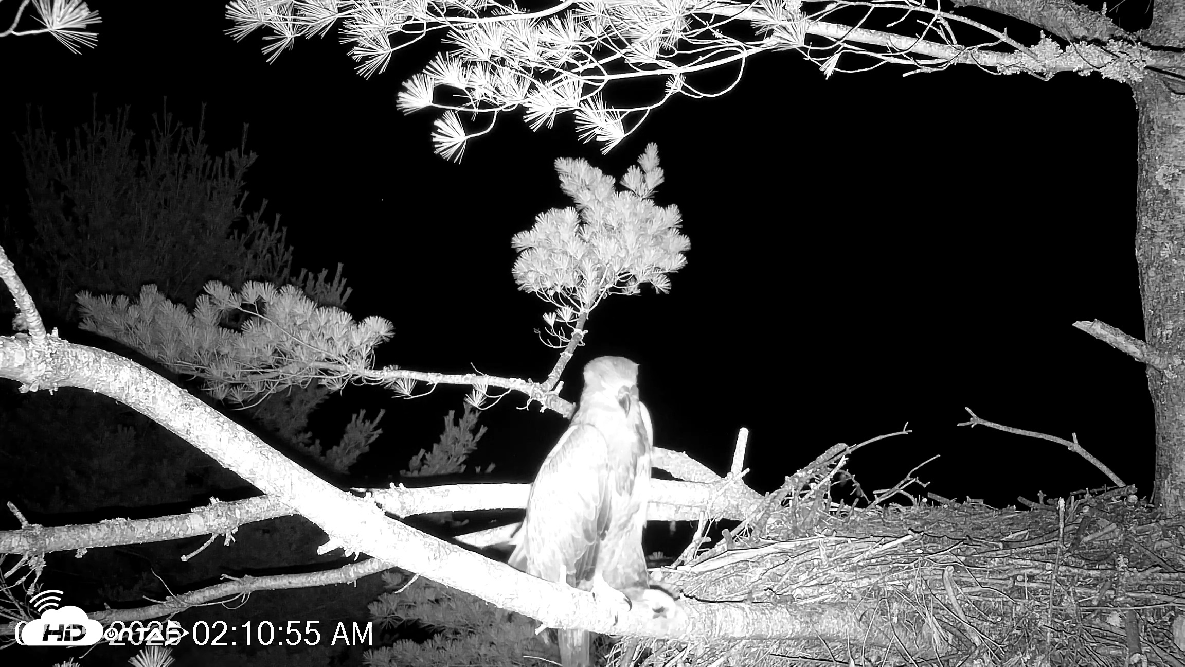 Snapshot of VINS Bald Eagles Nest Live Cams taken Jul 15, 2026, 2:11am EDT