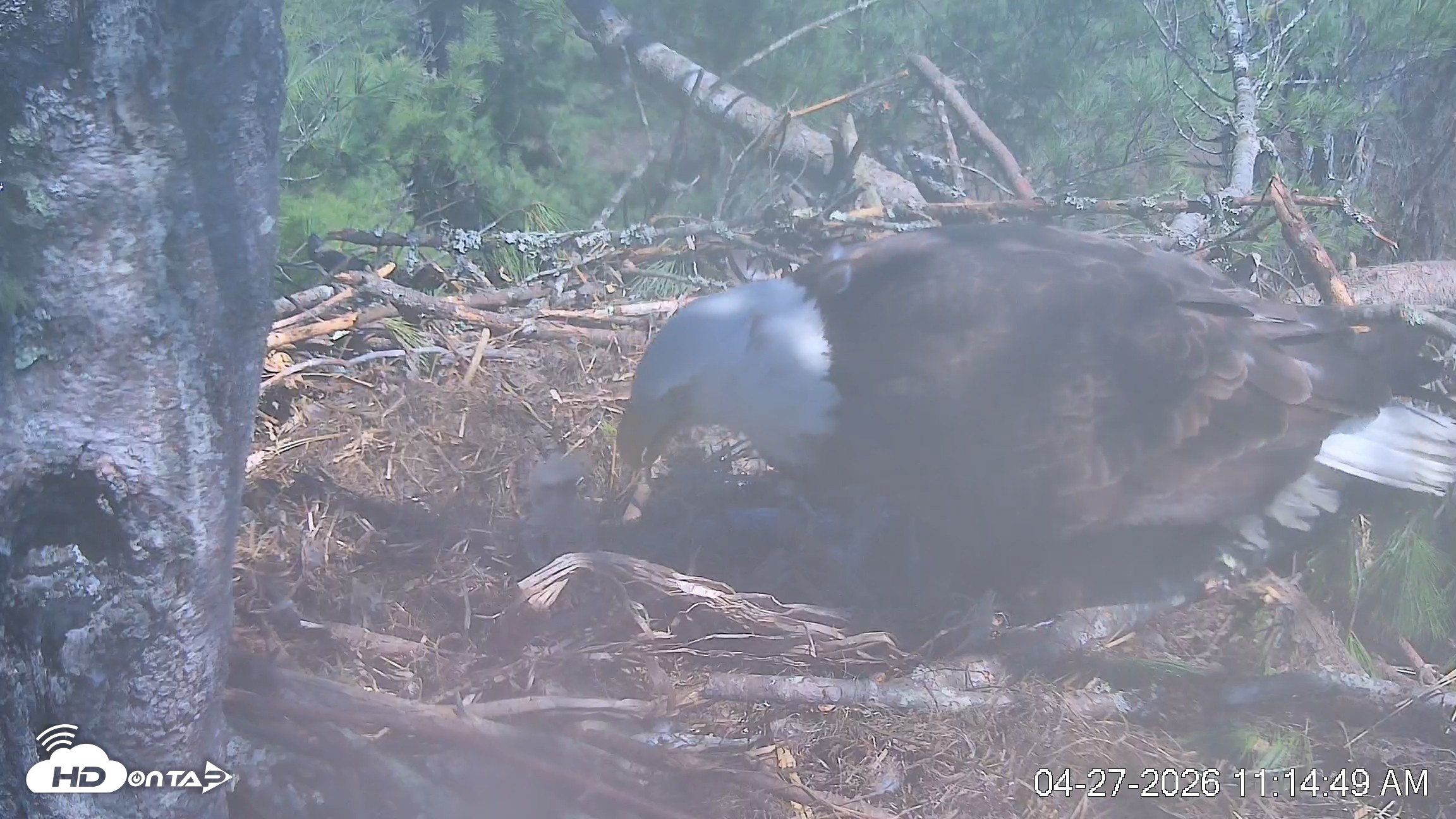 Snapshot of VINS Bald Eagles Nest Live Cams taken Apr 27, 2026, 11:15am EDT