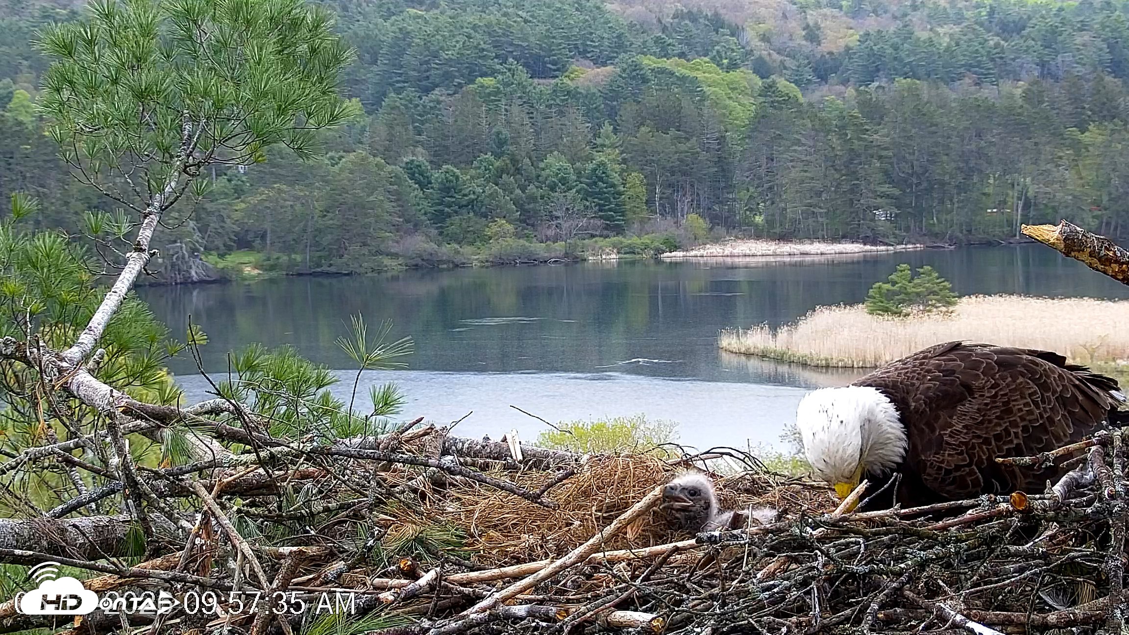 Snapshot of VINS Bald Eagles Nest Live Cams taken May 13, 2026, 9:58am EDT