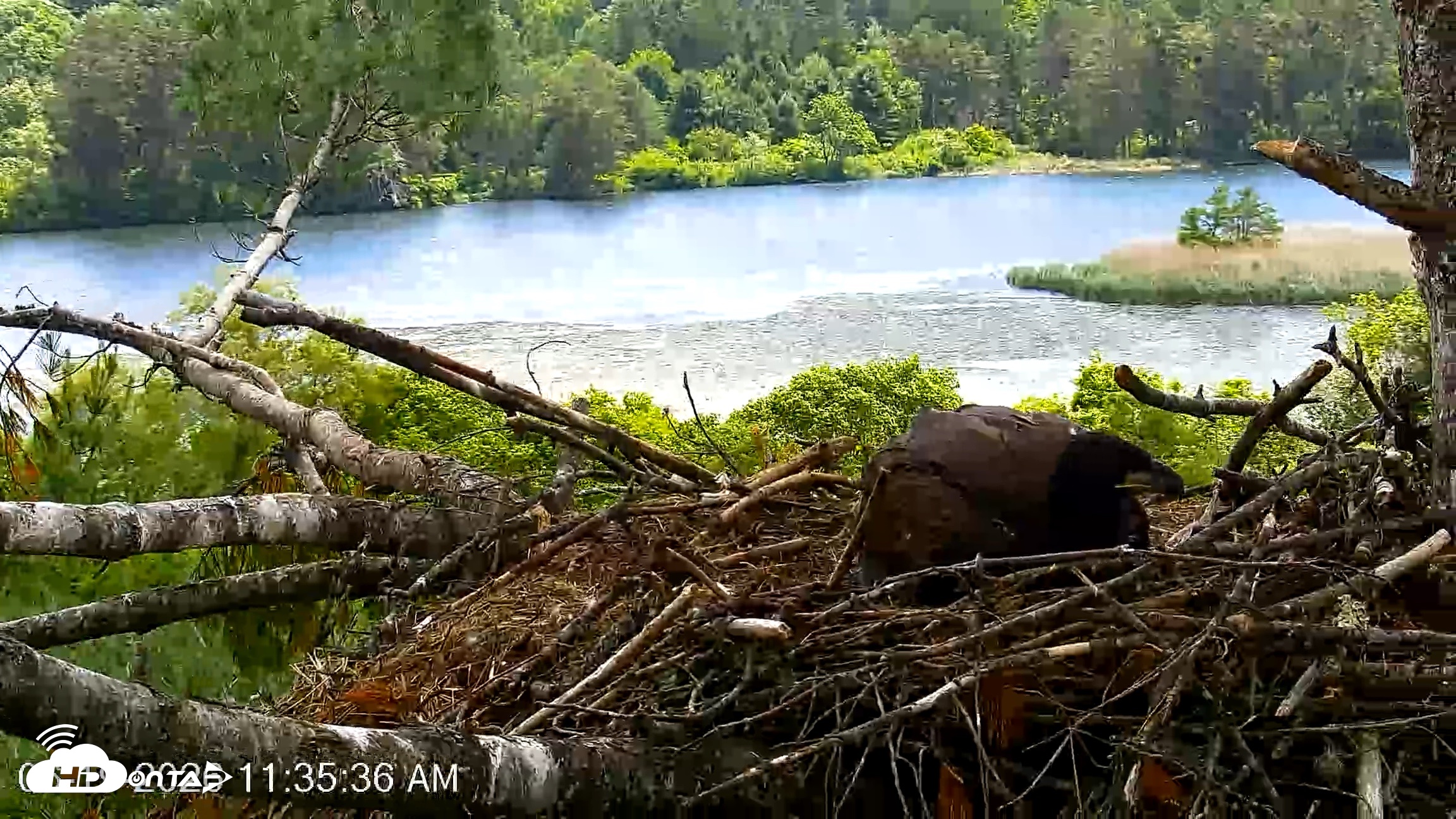 Snapshot of VINS Bald Eagles Nest Live Cams taken Jun 19, 2026, 11:36am EDT
