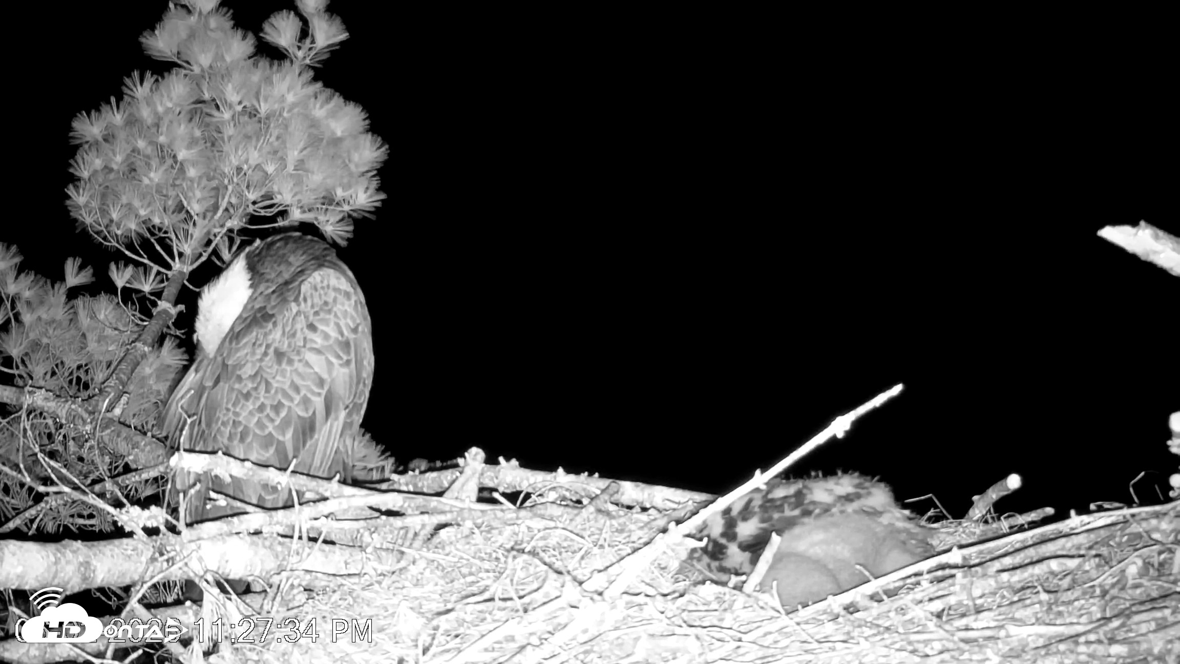 Snapshot of VINS Bald Eagles Nest Live Cams taken Jun 2, 2026, 11:28pm EDT