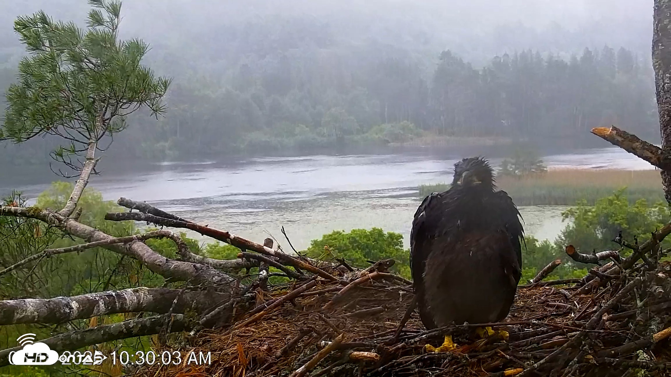Snapshot of VINS Bald Eagles Nest Live Cams taken Jun 18, 2026, 10:31am EDT