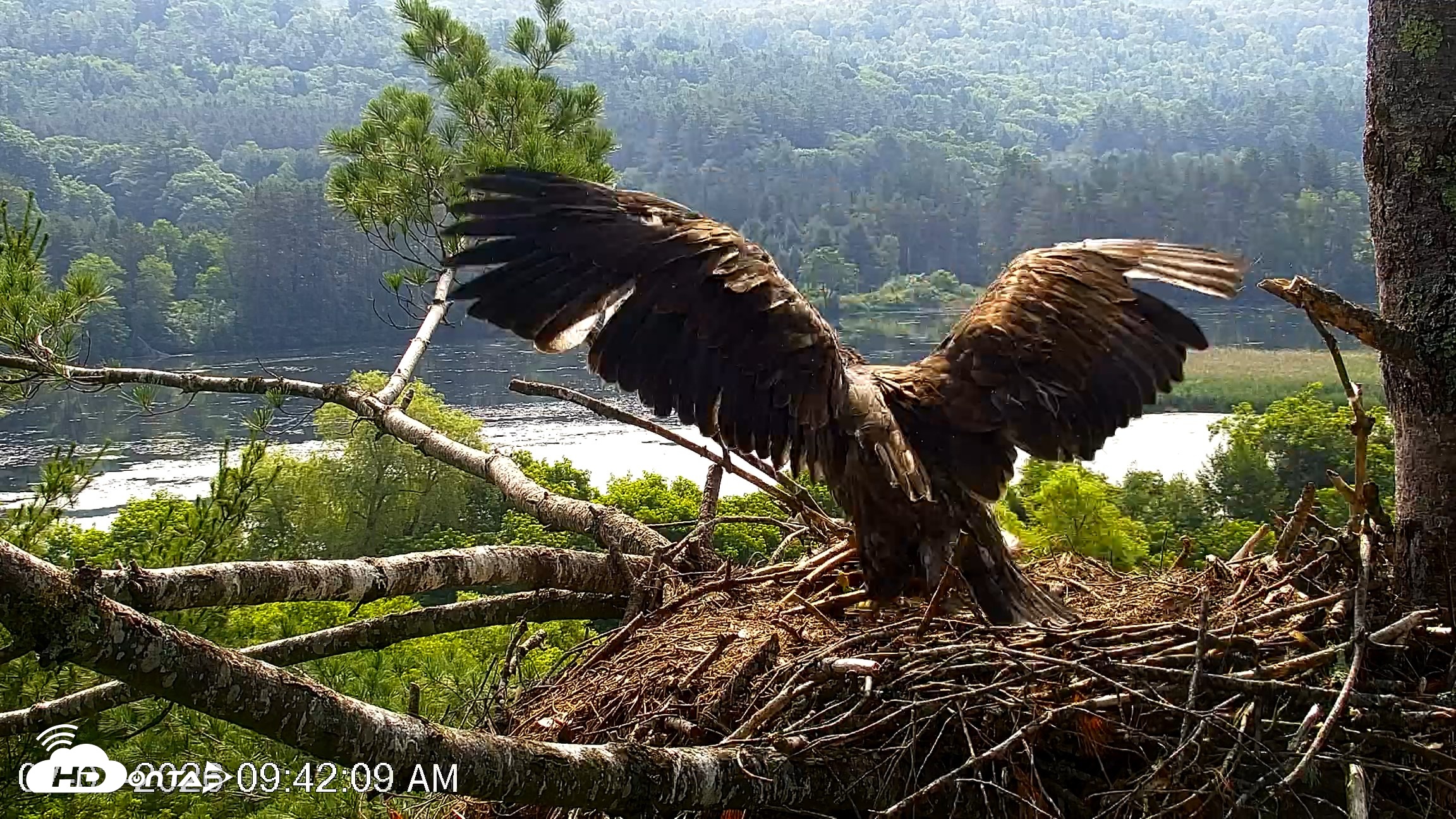 Snapshot of VINS Bald Eagles Nest Live Cams taken Jul 1, 2026, 9:42am EDT