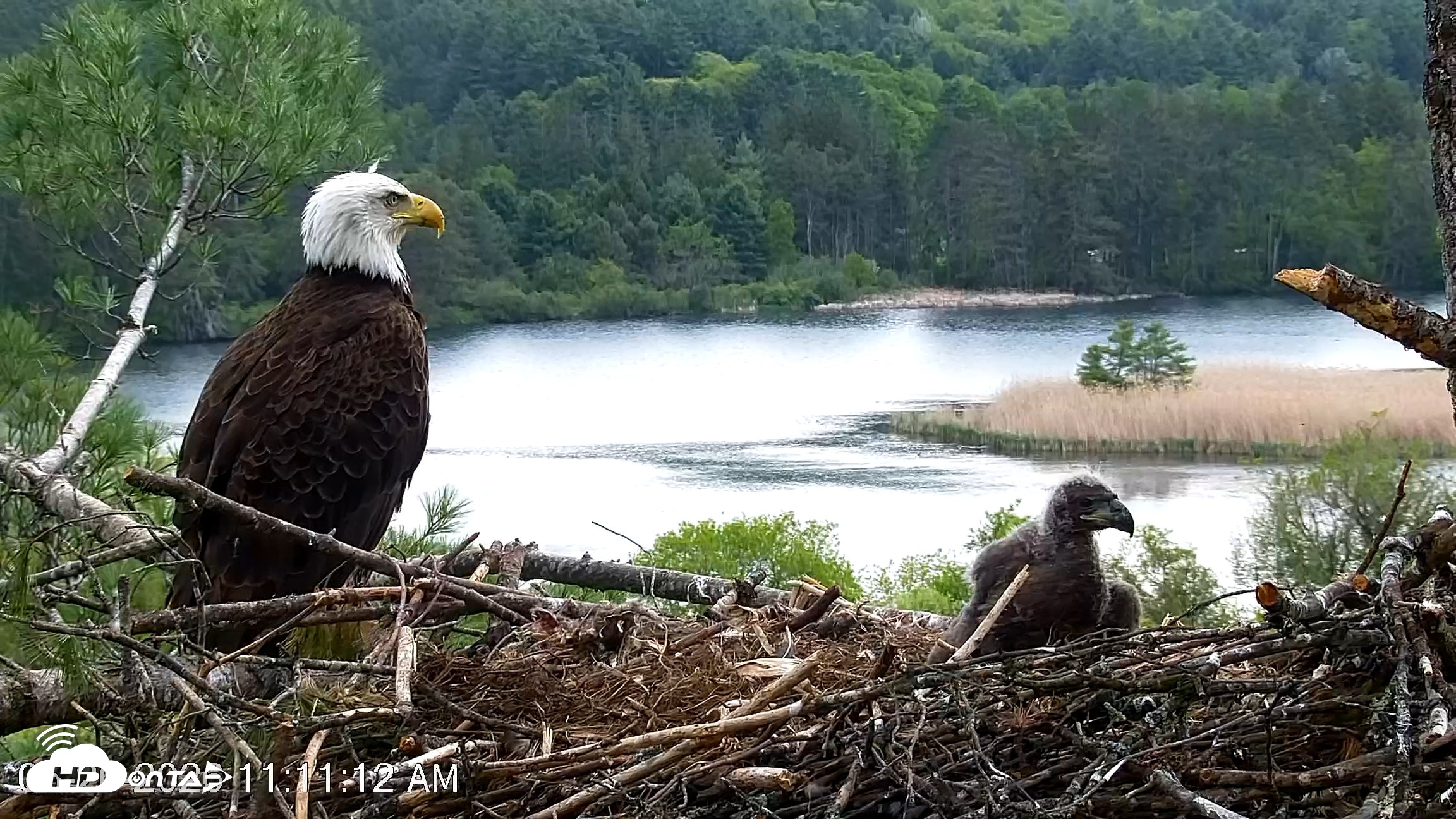 Snapshot of VINS Bald Eagles Nest Live Cams taken May 20, 2026, 11:11am EDT