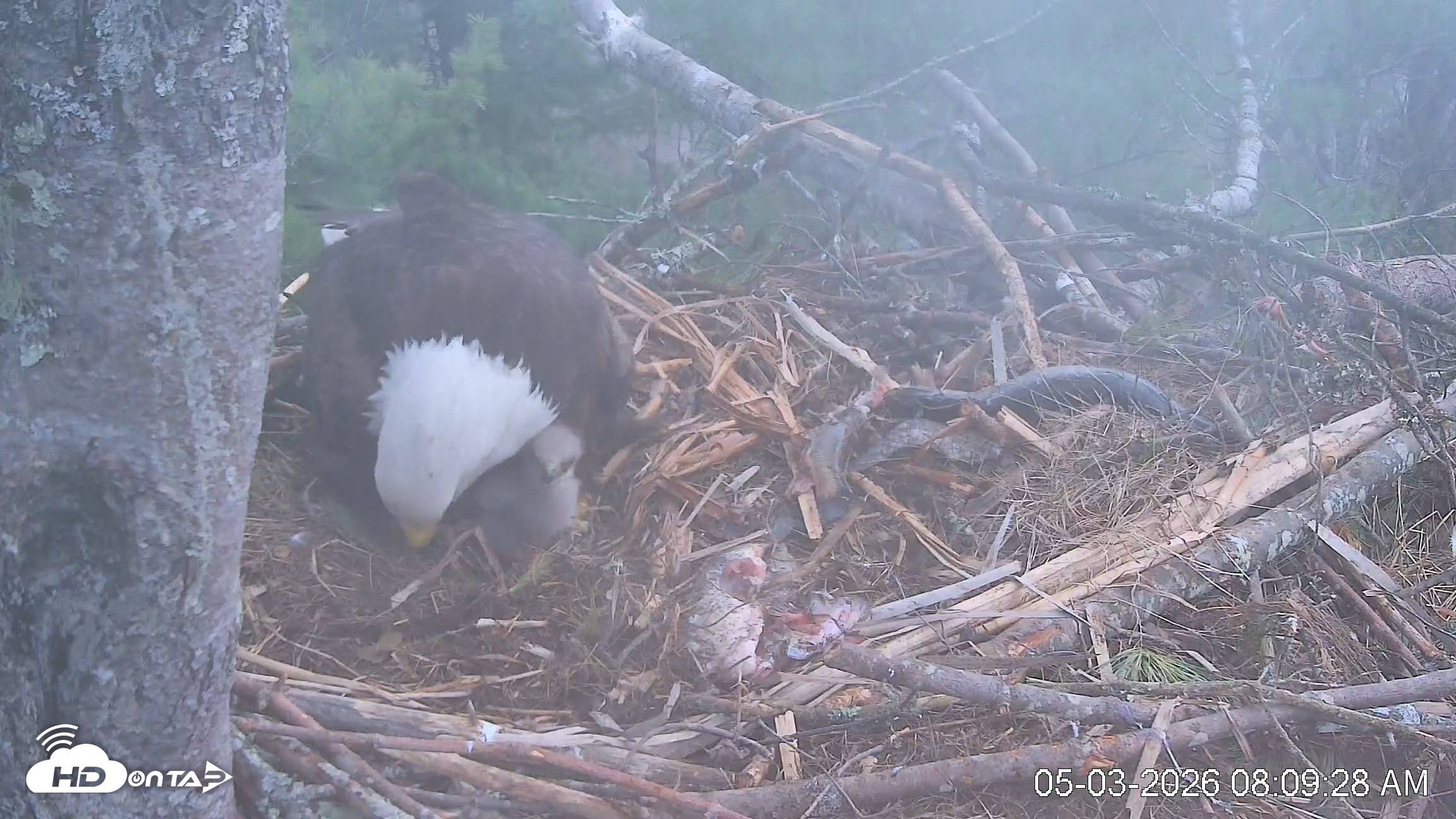 Snapshot of VINS Bald Eagles Nest Live Cams taken May 3, 2026, 8:10am EDT