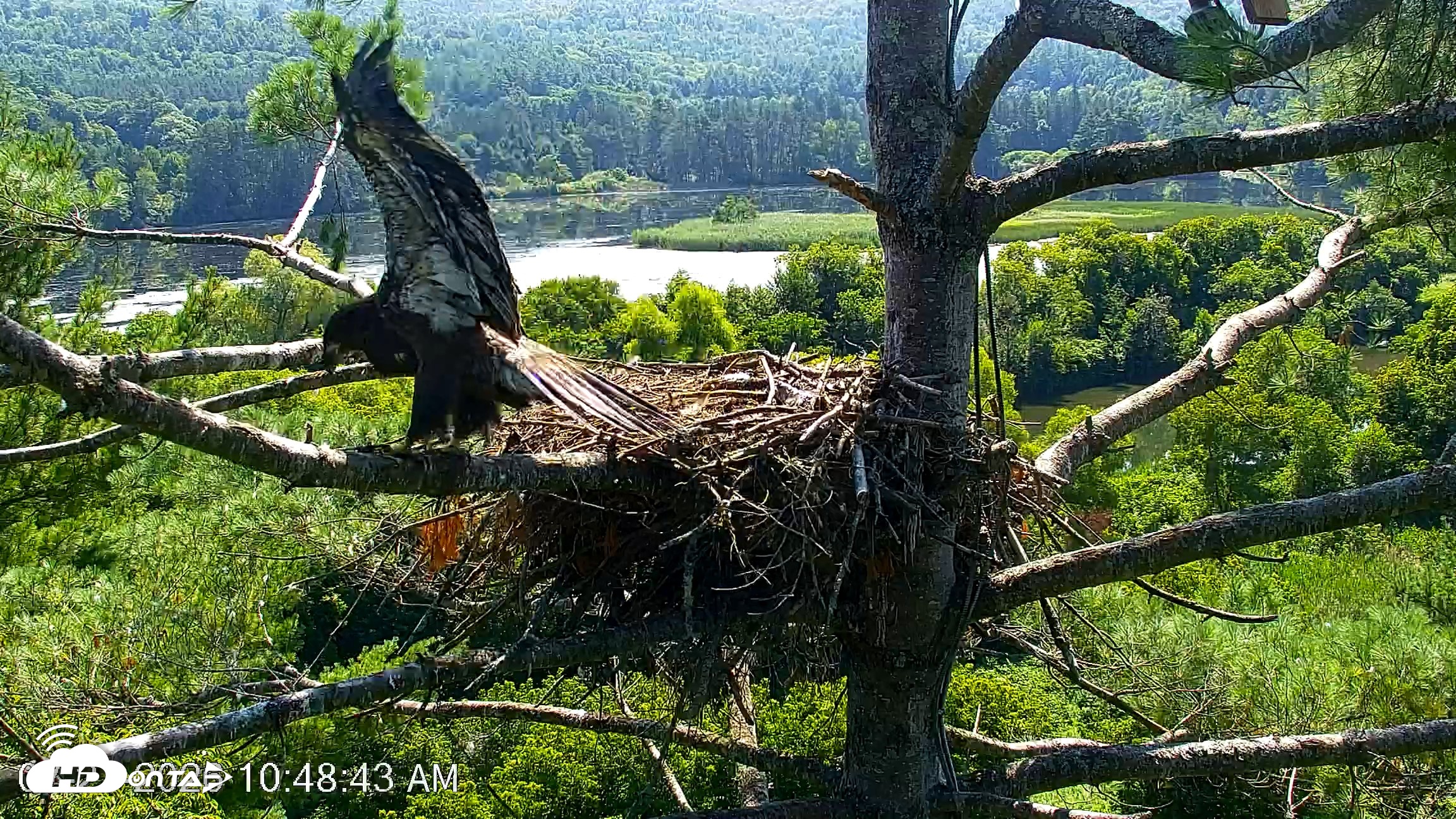 Snapshot of VINS Bald Eagles Nest Live Cams taken Jul 27, 2026, 10:49am EDT