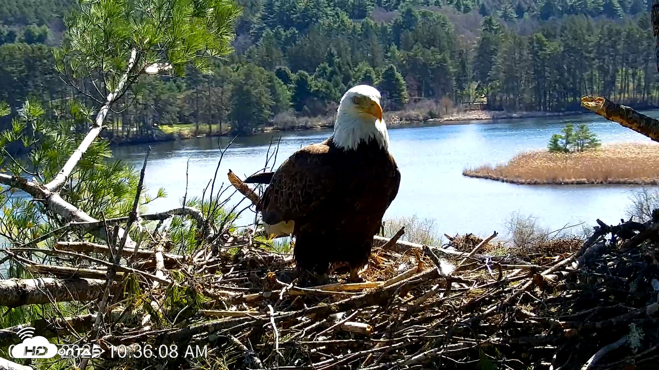Snapshot of VINS Bald Eagles Nest Live Cams taken Apr 24, 2026, 10:36am EDT