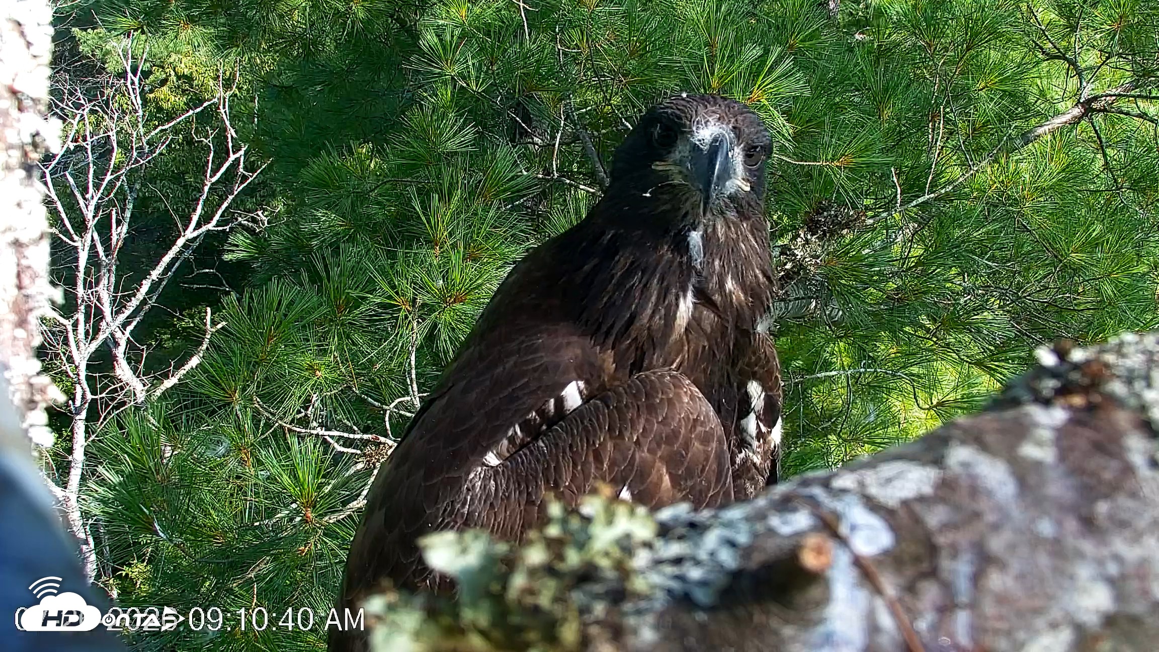 Snapshot of VINS Bald Eagles Nest Live Cams taken Jul 26, 2026, 9:11am EDT