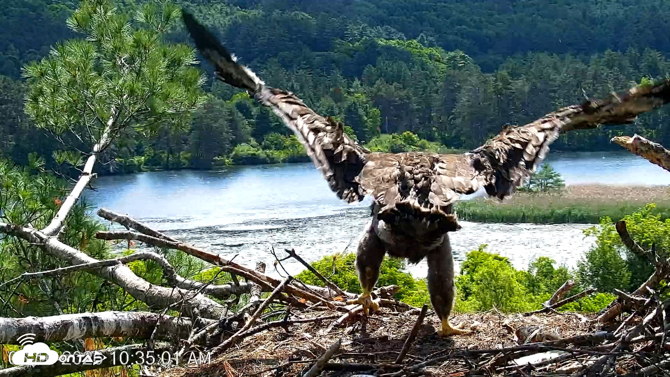 Snapshot of VINS Bald Eagles Nest Live Cams taken Jun 16, 2026, 10:35am EDT