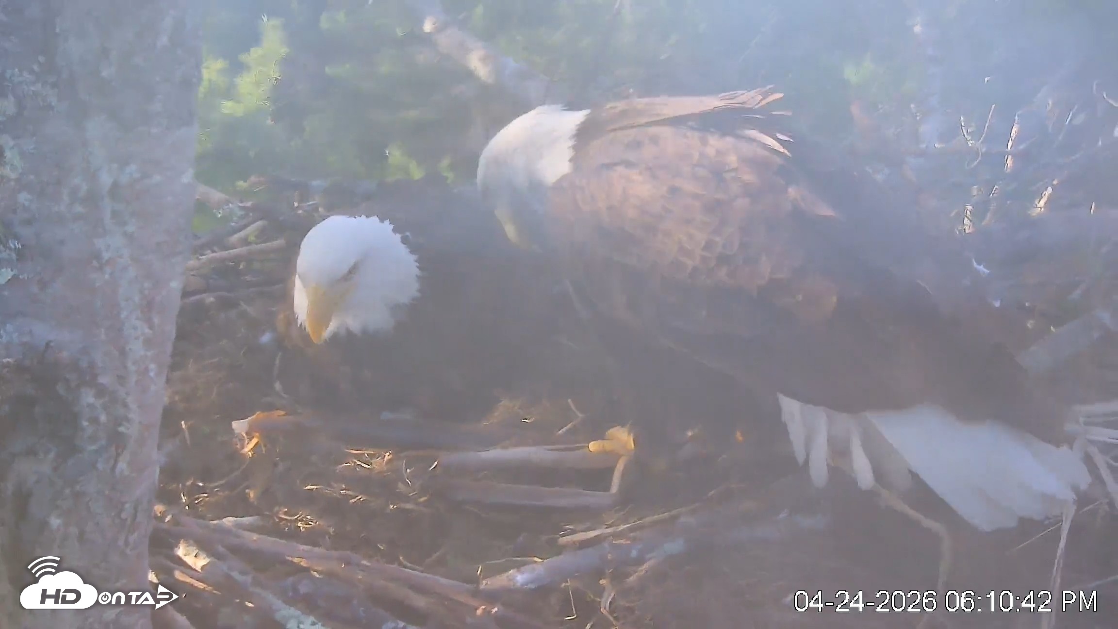 Snapshot of VINS Bald Eagles Nest Live Cams taken Apr 24, 2026, 6:11pm EDT