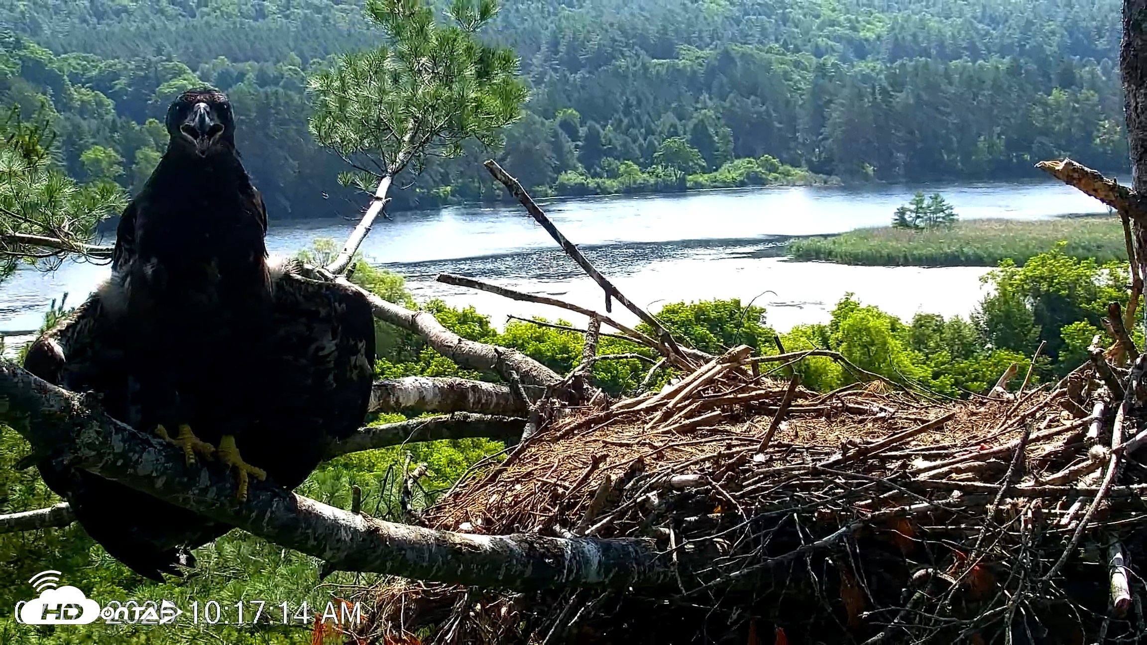 Snapshot of VINS Bald Eagles Nest Live Cams taken Jul 3, 2026, 10:18am EDT
